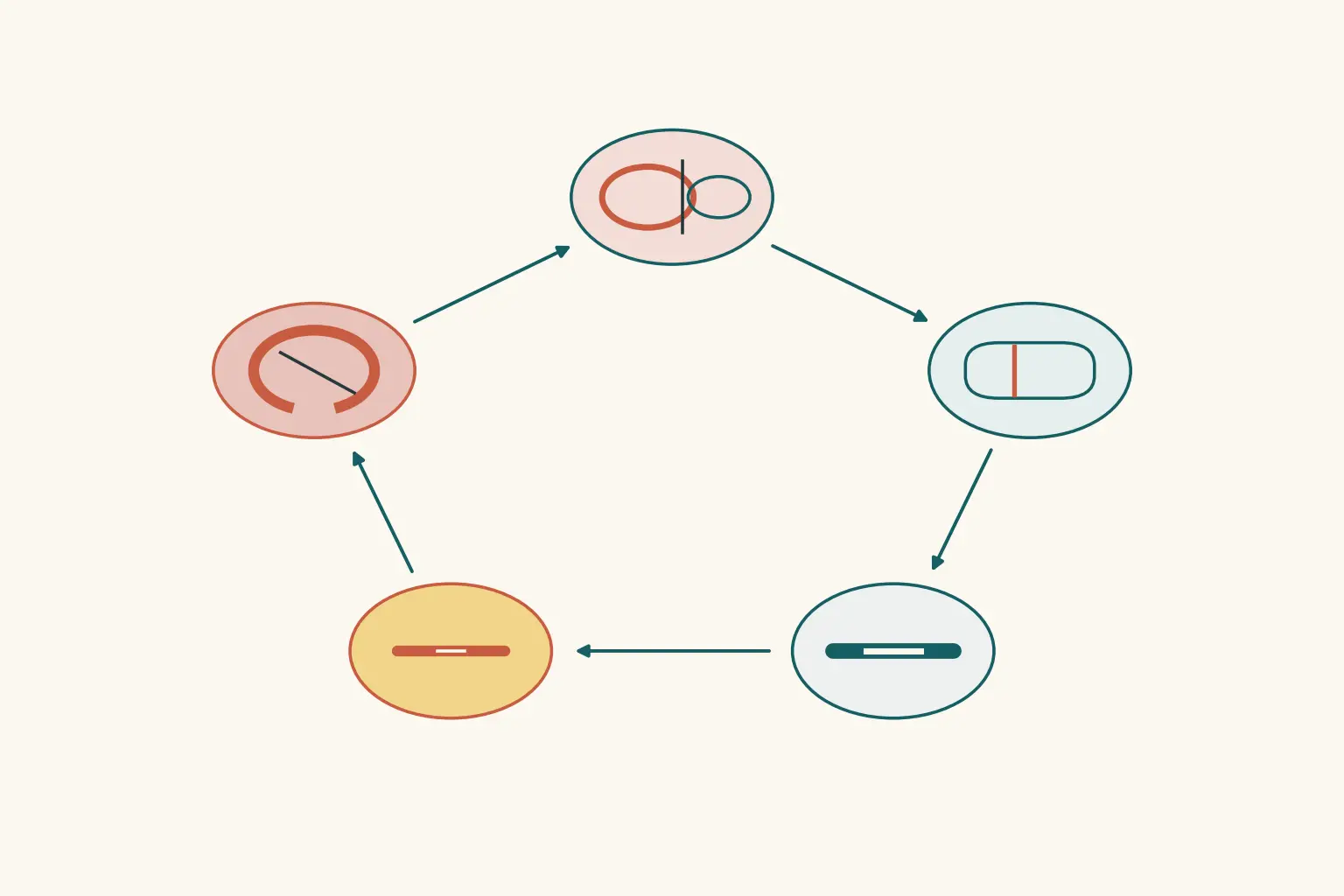 Diagrama circular com cinco estações ligadas por setas no sentido horário: câmara direita dilatada com o septo empurrado para a esquerda, câmara esquerda comprimida, vaso de calibre reduzido, artéria sobre a parede direita estreitada, e parede direita em sofrimento — fechando de volta na dilatação.