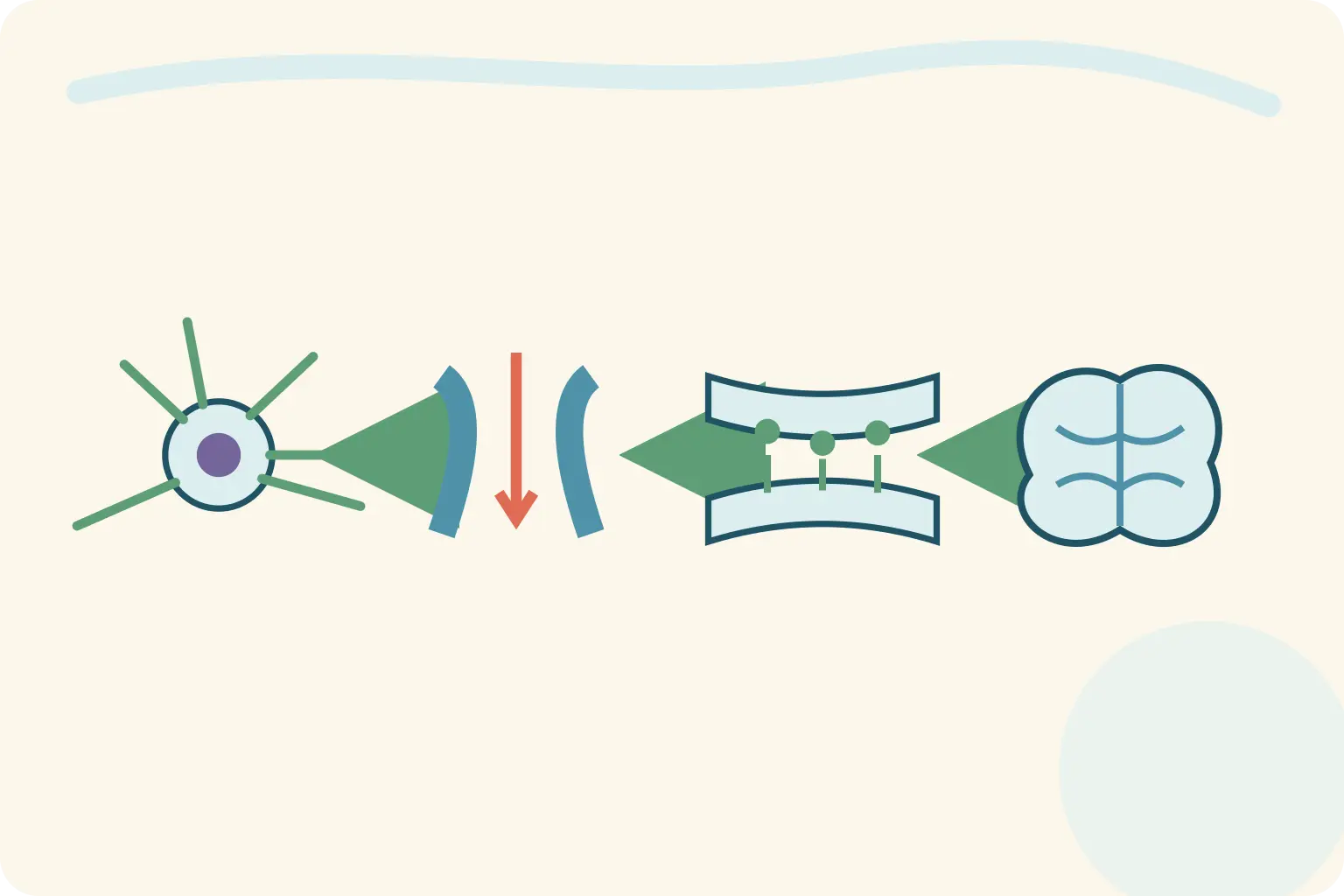 Sequência entre excitabilidade neuronal, canal iônico, sinapse e rede cerebral.