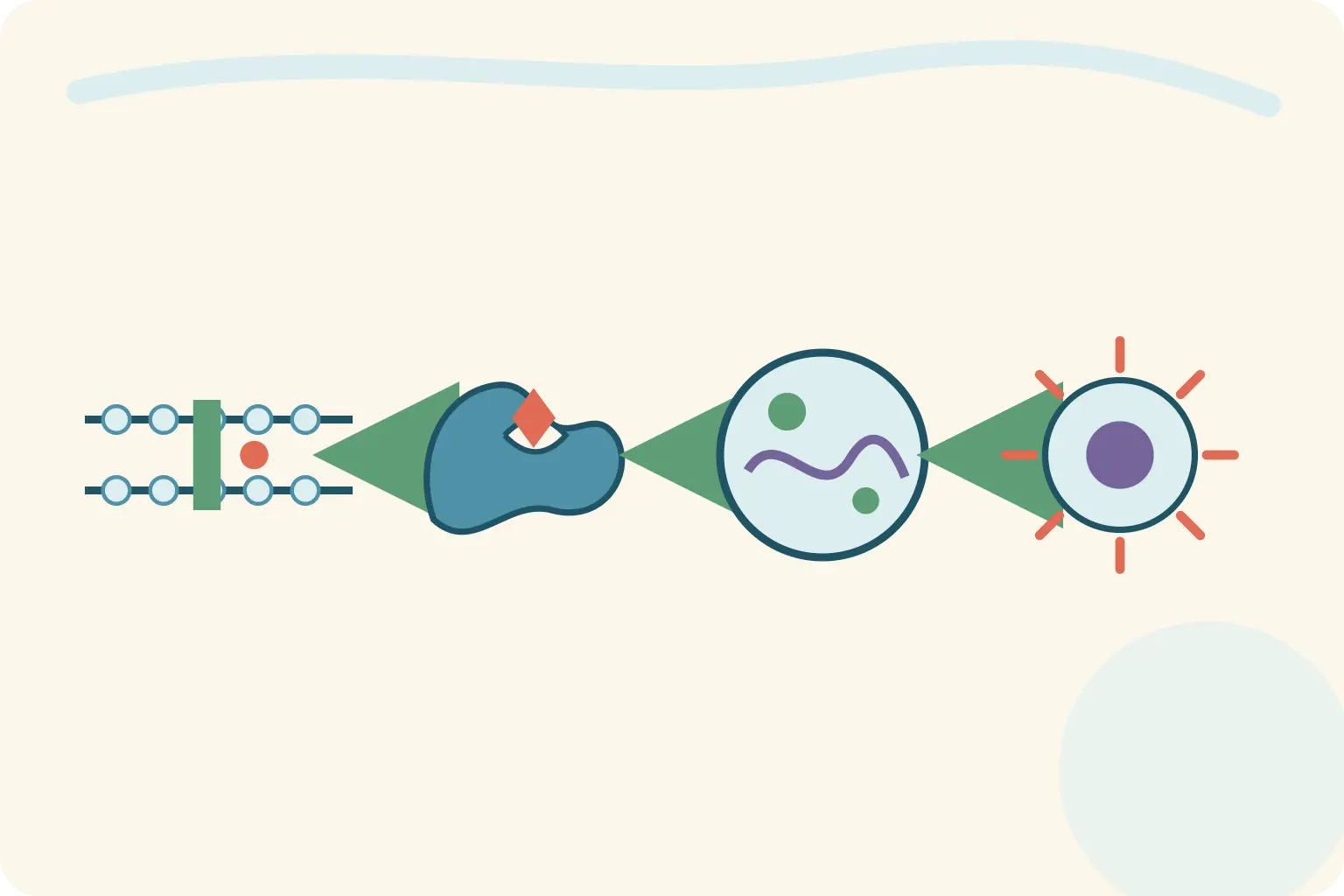 Sequência do esteroide entre membrana, receptor, núcleo e resposta imune.