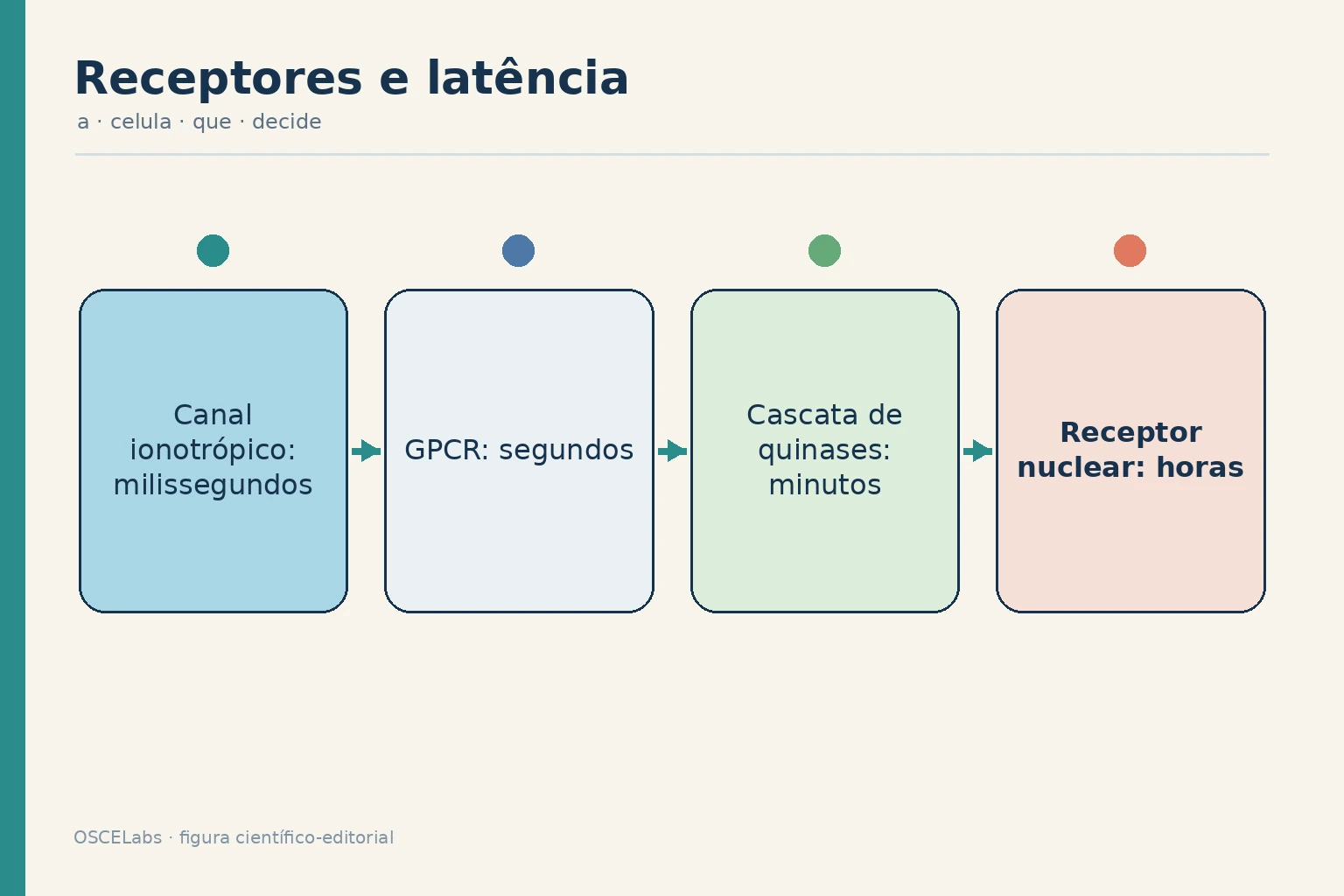 Escalas de tempo entre diferentes classes de receptores e suas respostas.