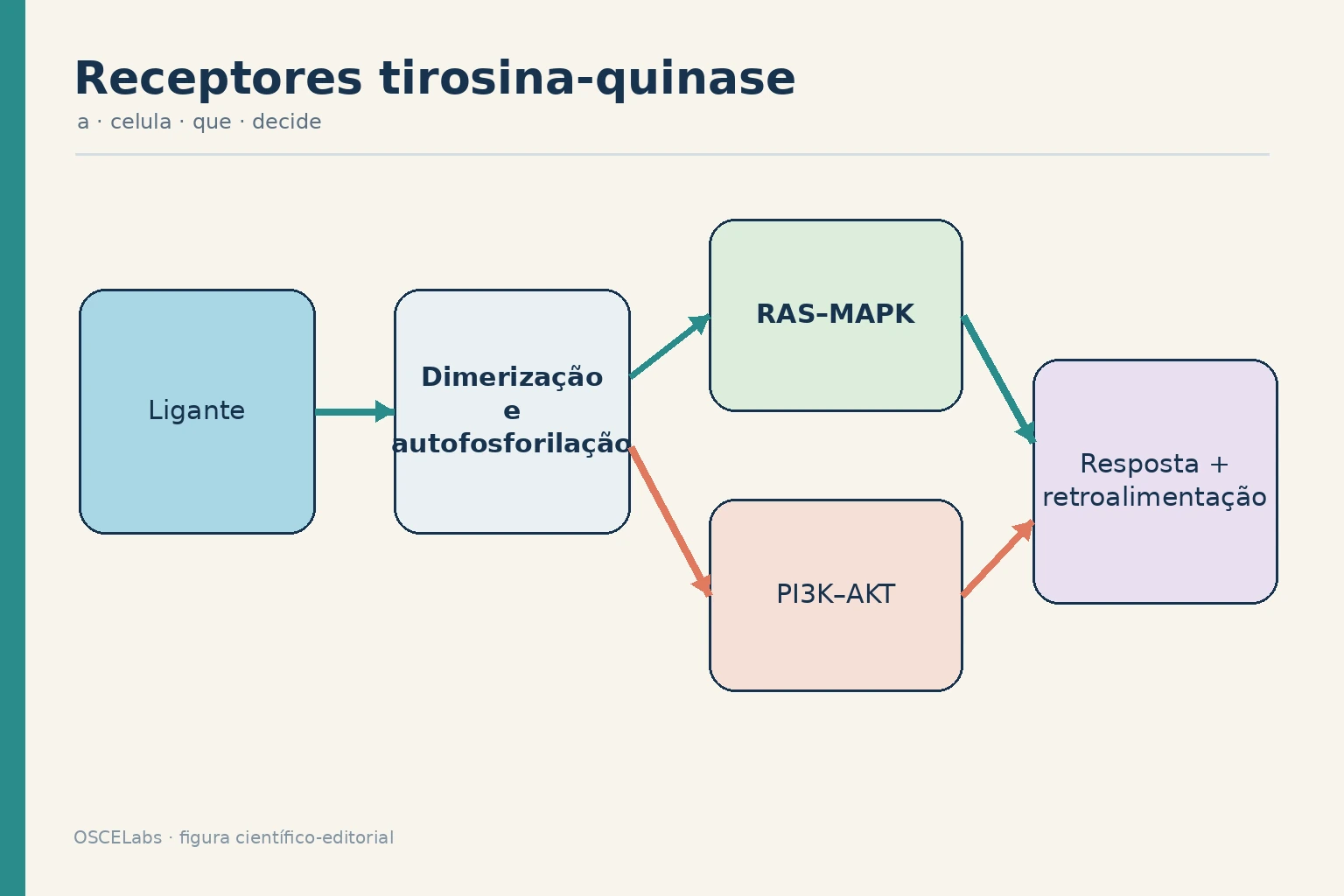 Dimerização de receptor tirosina-quinase com ramificação para RAS–MAPK e PI3K–AKT.