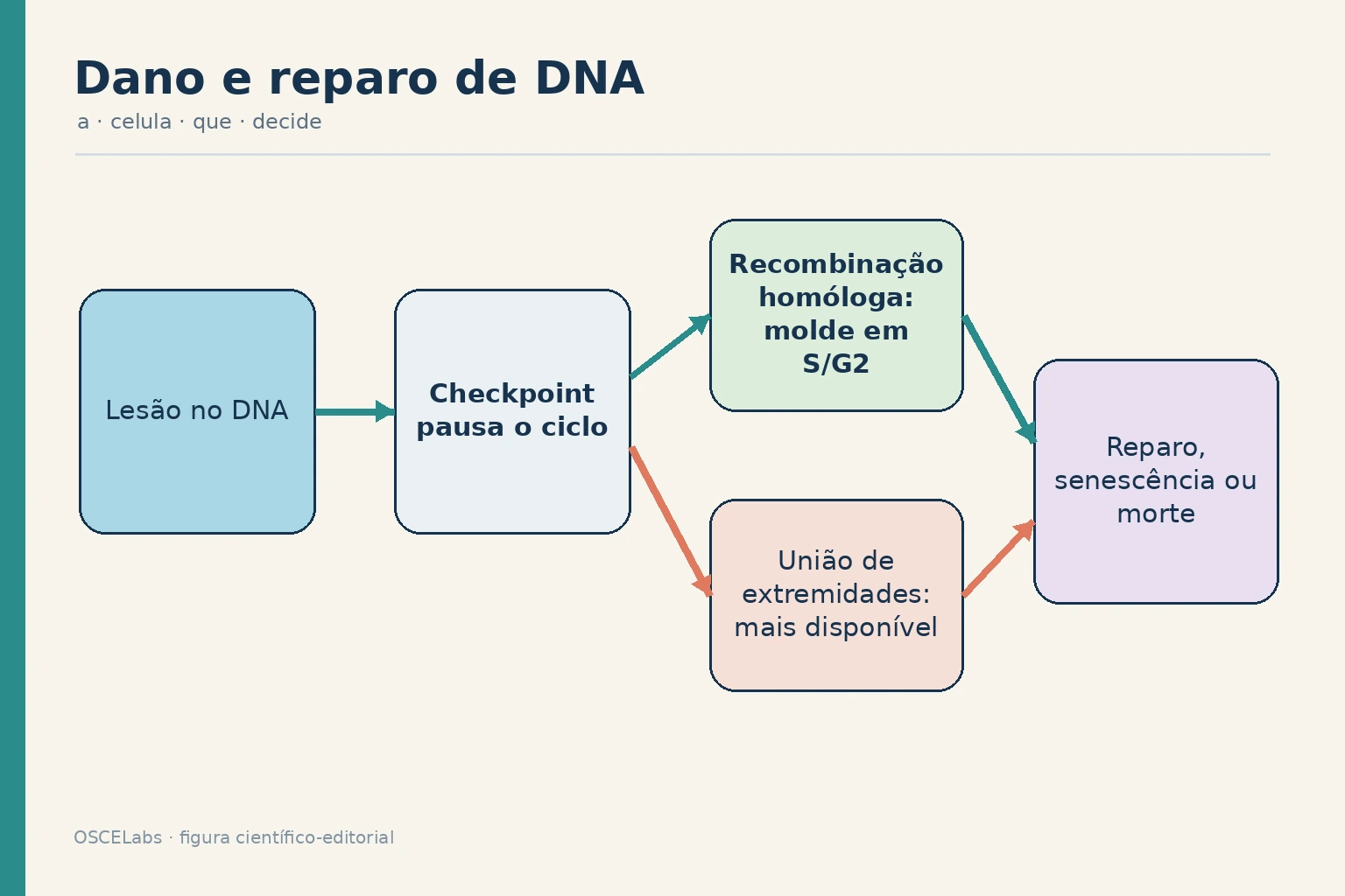 Escolha de reparo de DNA conforme tipo de lesão e fase do ciclo.