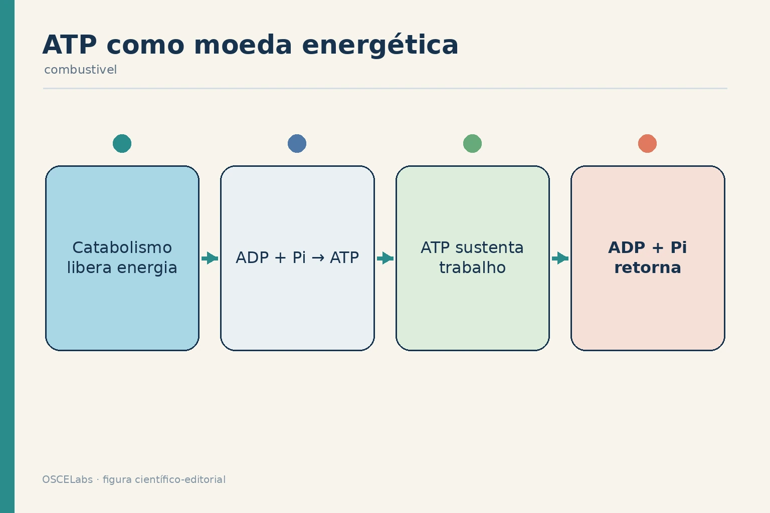 Ciclo de formação e consumo de ATP acoplando catabolismo ao trabalho celular.
