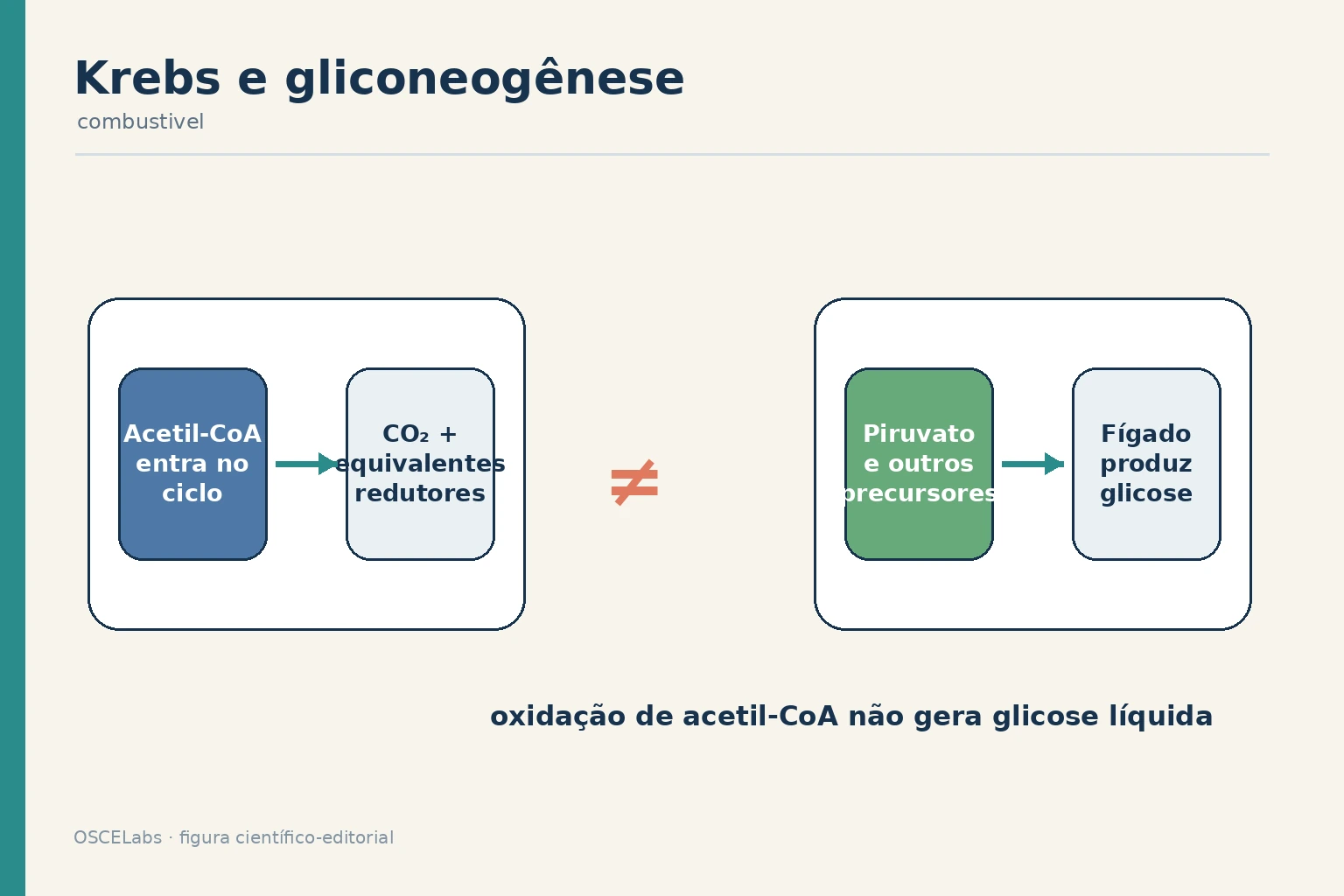 Relação entre ciclo do ácido cítrico e gliconeogênese.