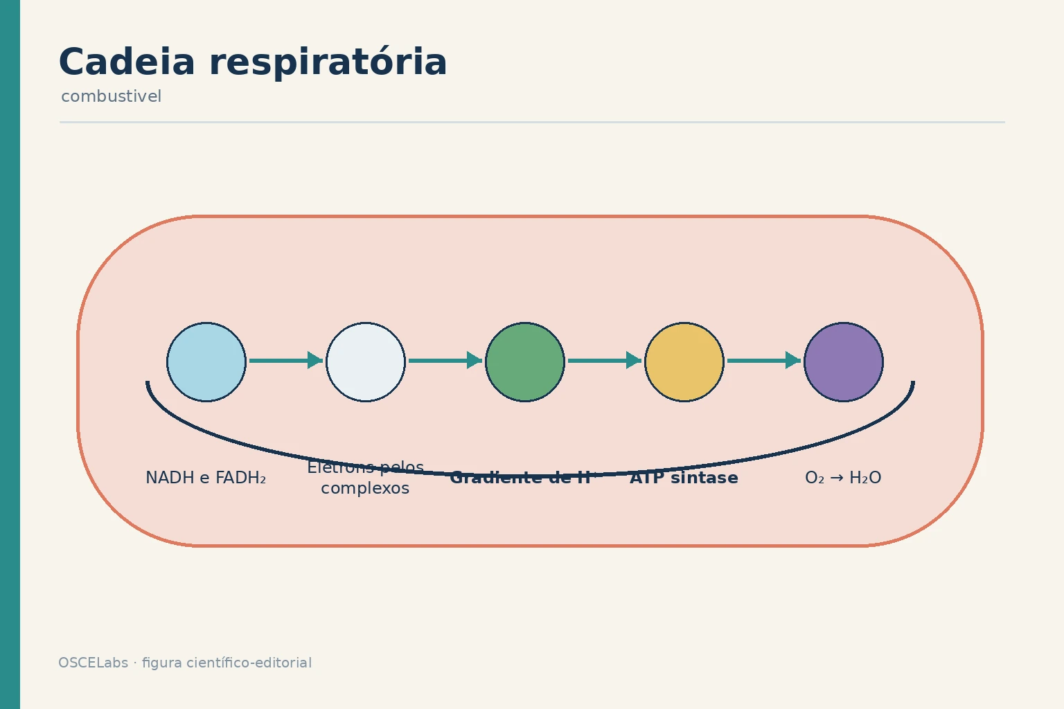 Cadeia transportadora de elétrons, gradiente de prótons e síntese de ATP.