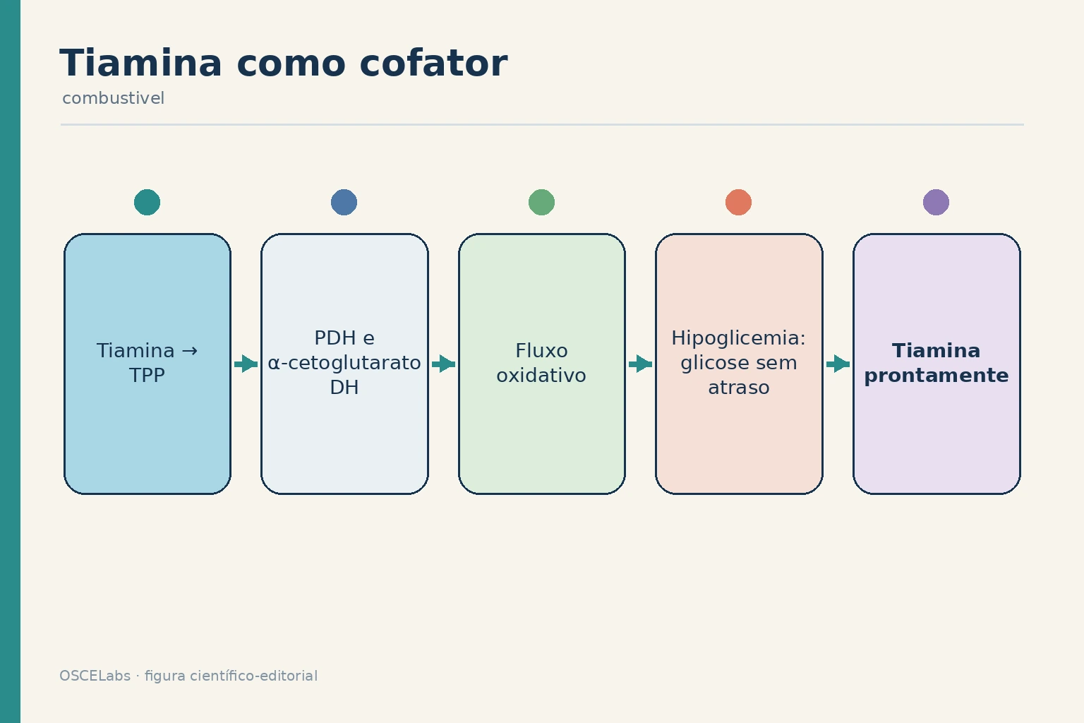 Tiamina ativada como TPP apoiando complexos metabólicos, com prioridade clínica na hipoglicemia.