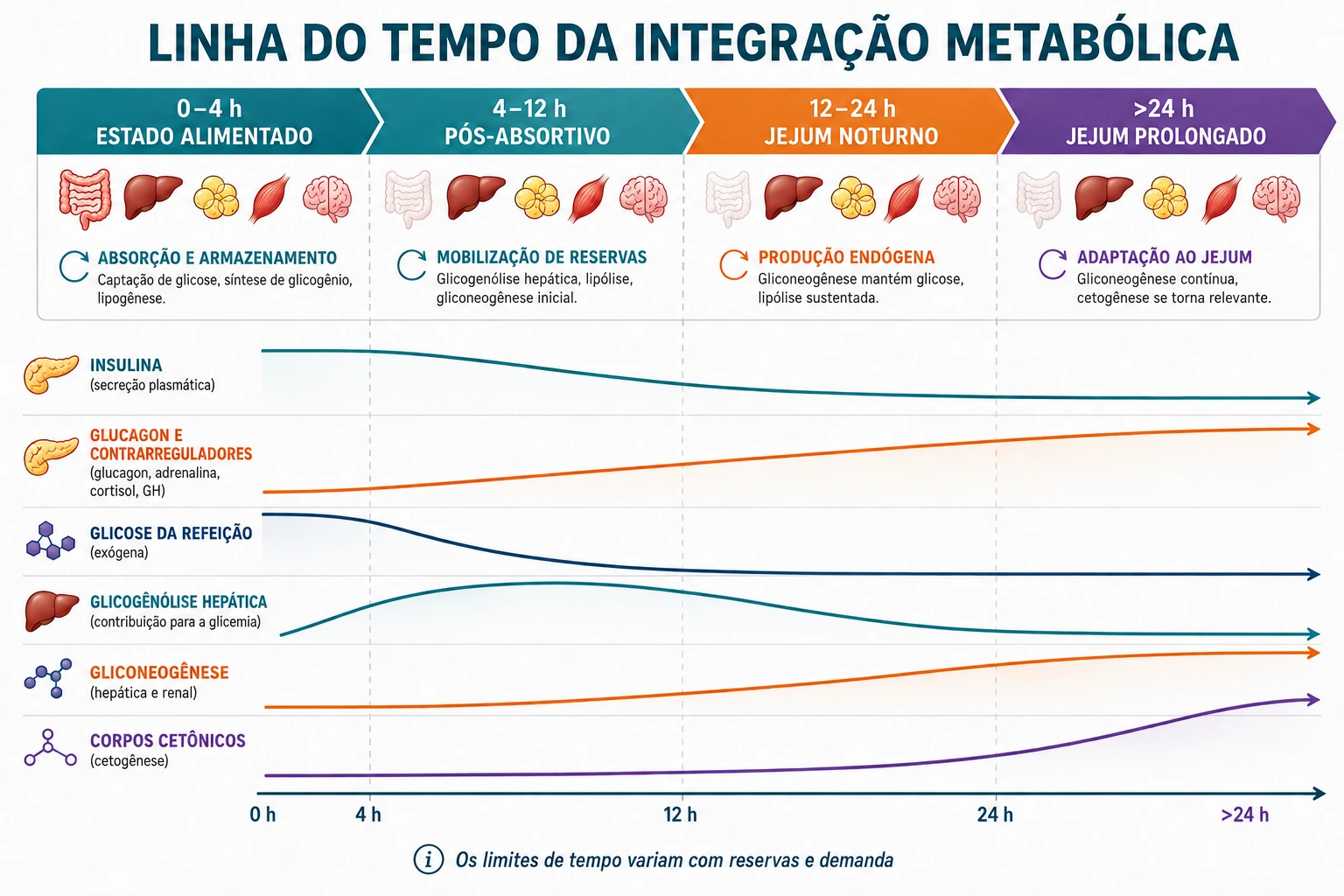 Linha do tempo do estado alimentado ao jejum prolongado, mostrando a mudança relativa de insulina, glucagon, glicogênio hepático, gliconeogênese e corpos cetônicos.