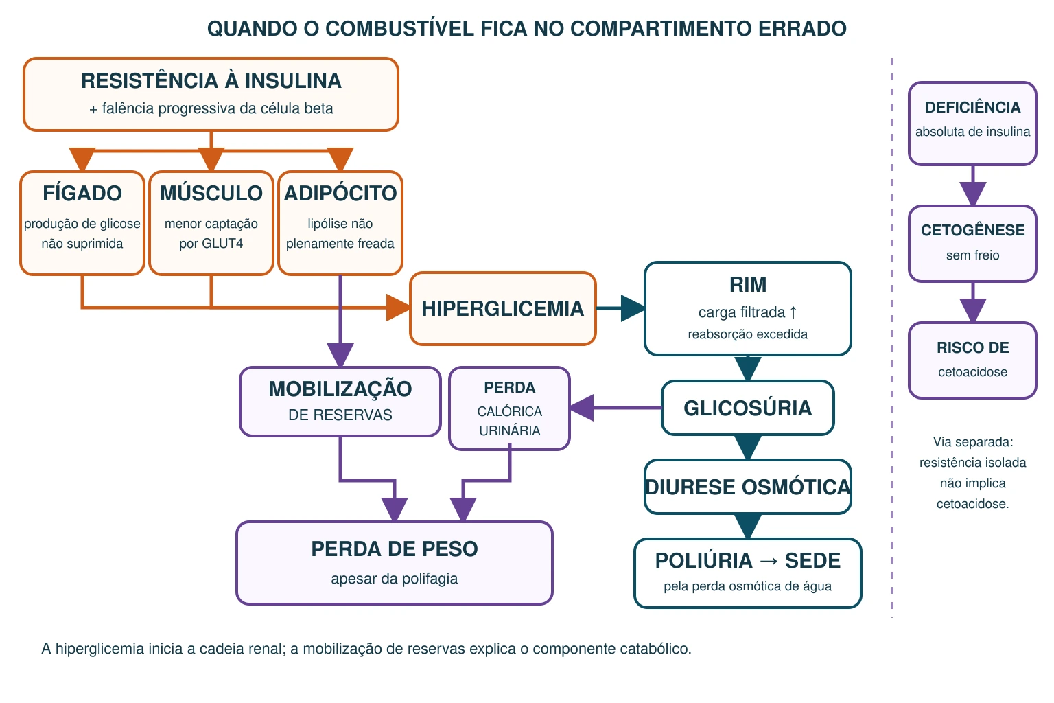 Sequência clínica ligando resistência à insulina a produção hepática de glicose, menor captação muscular, lipólise, diurese osmótica, sede e perda de peso.