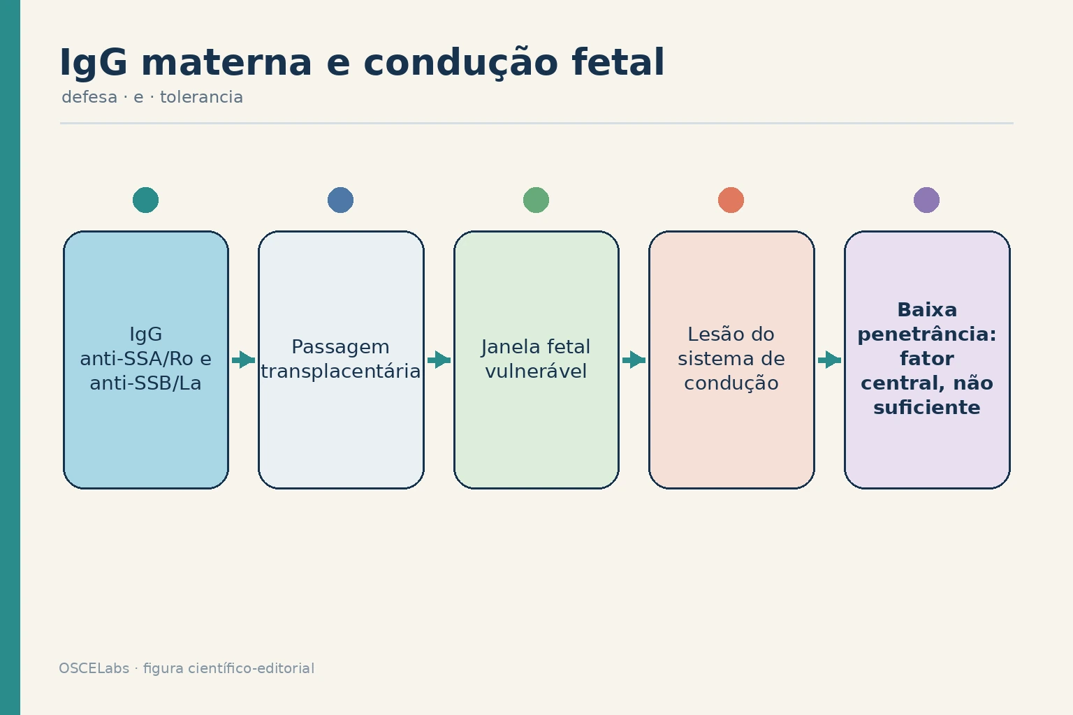 Passagem transplacentária de autoanticorpos e bloqueio cardíaco fetal em janela vulnerável.