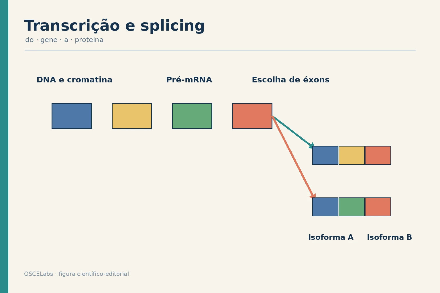 Regulação da transcrição e splicing alternativo gerando isoformas.