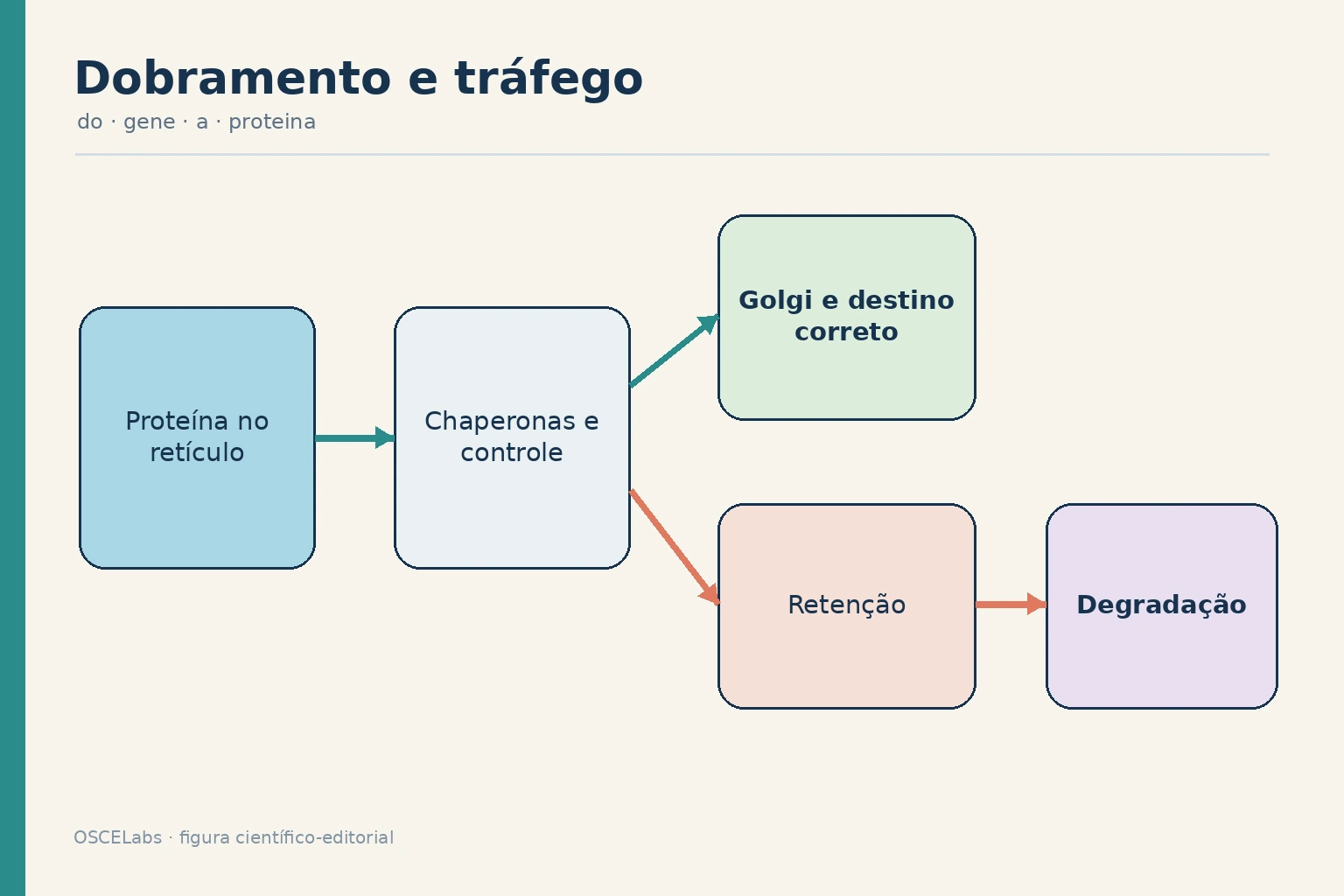 Controle de qualidade no retículo e tráfego de proteínas ao destino celular.