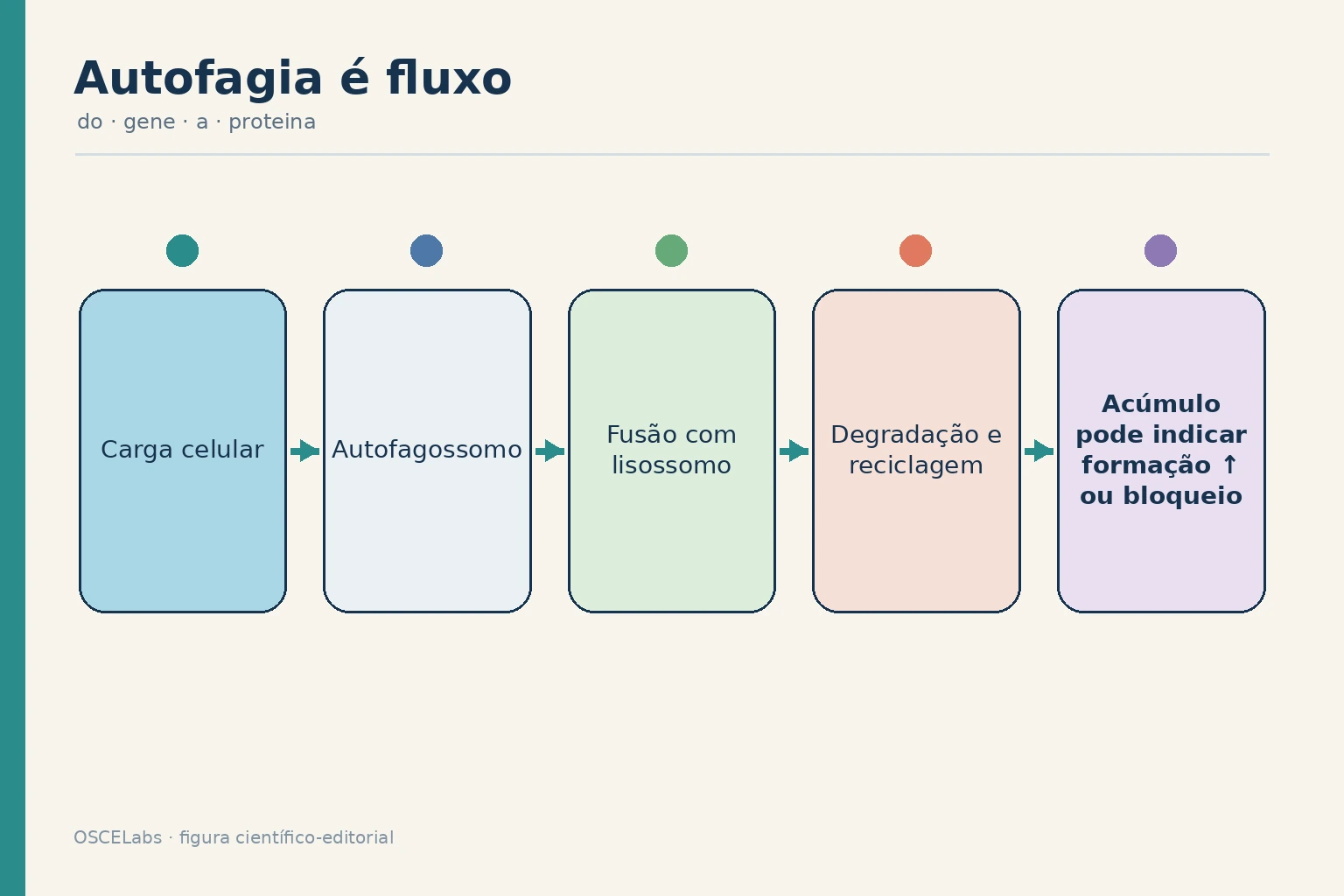 Fluxo autofágico da formação do autofagossomo à degradação lisossomal.