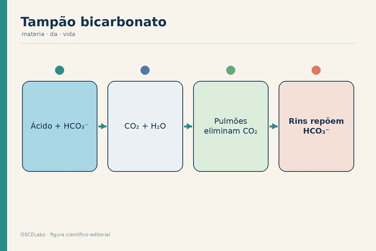 Integração entre tampão bicarbonato, ventilação e função renal.