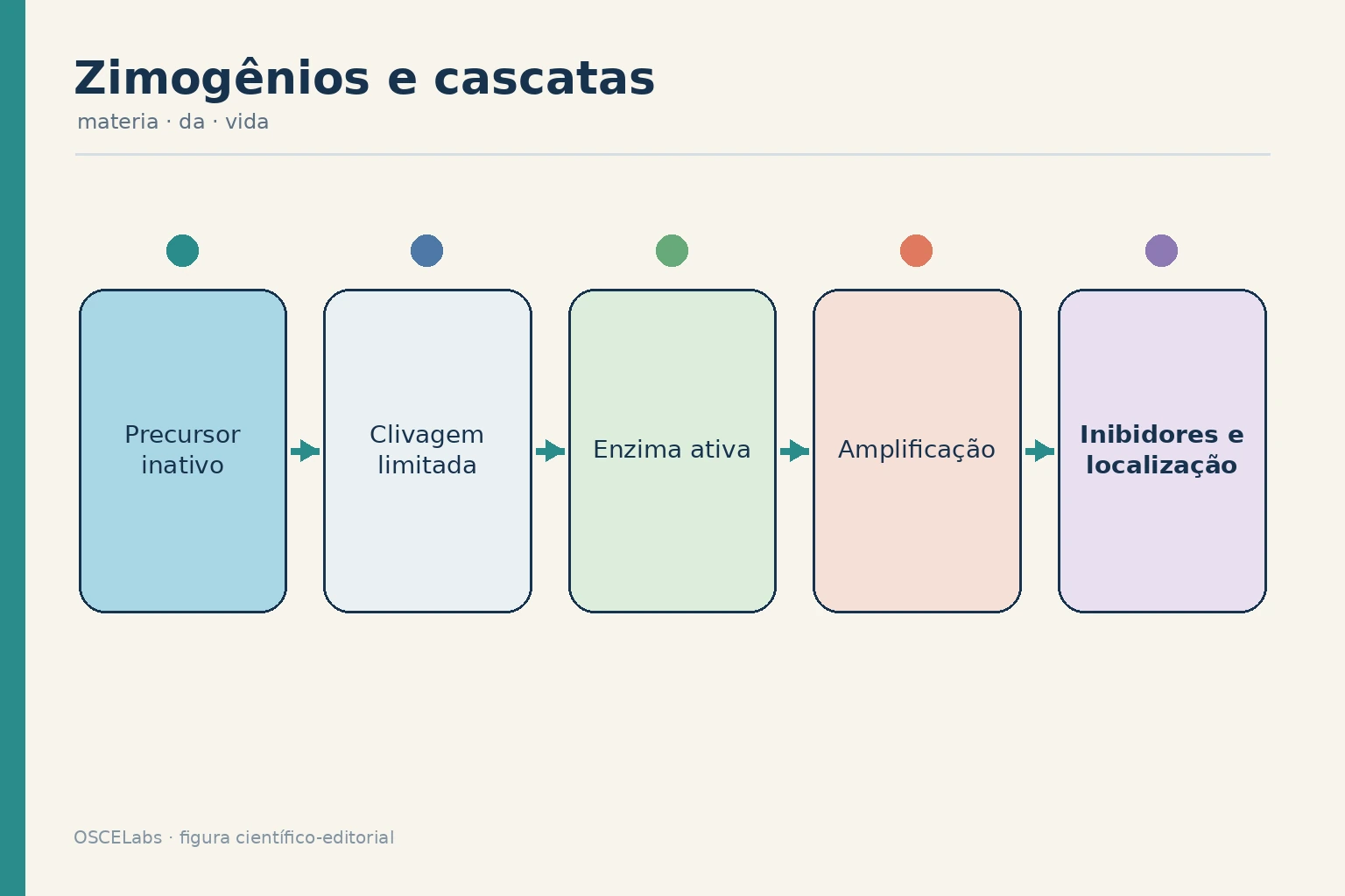Ativação proteolítica de zimogênios com amplificação e freios.