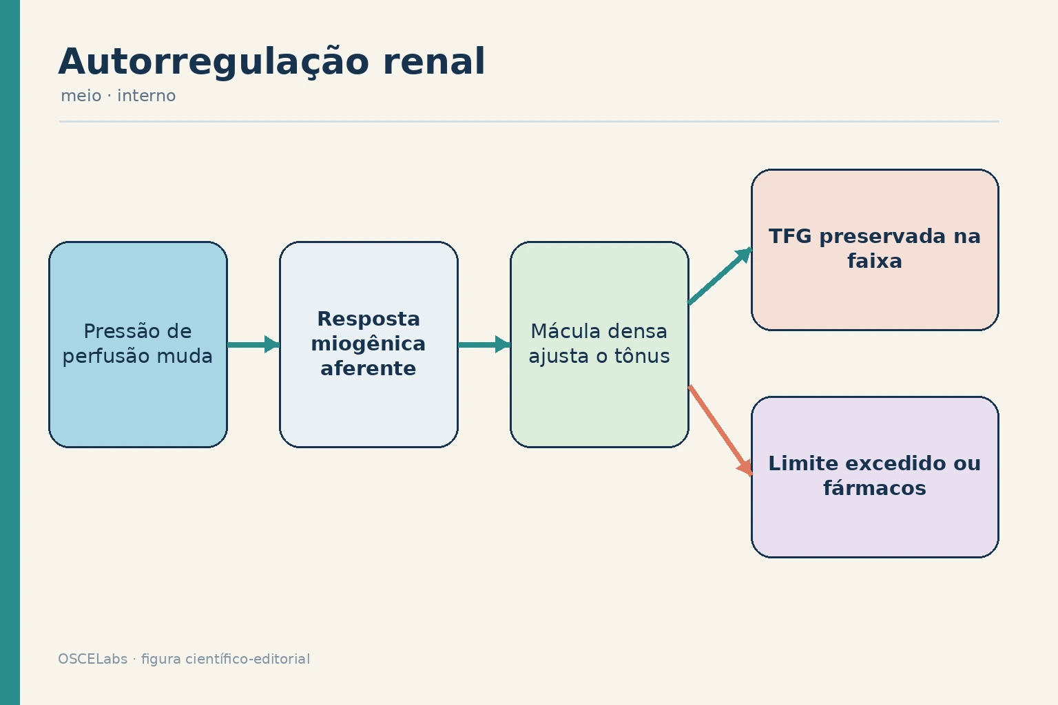 Resposta miogênica e retroalimentação tubuloglomerular mantendo a filtração dentro de uma faixa.