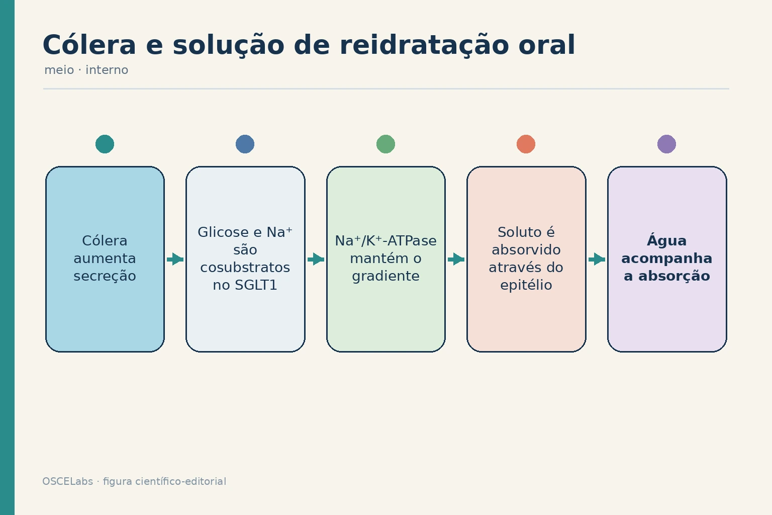 Mecanismo da solução de reidratação oral por SGLT1 e absorção transepitelial de soluto.