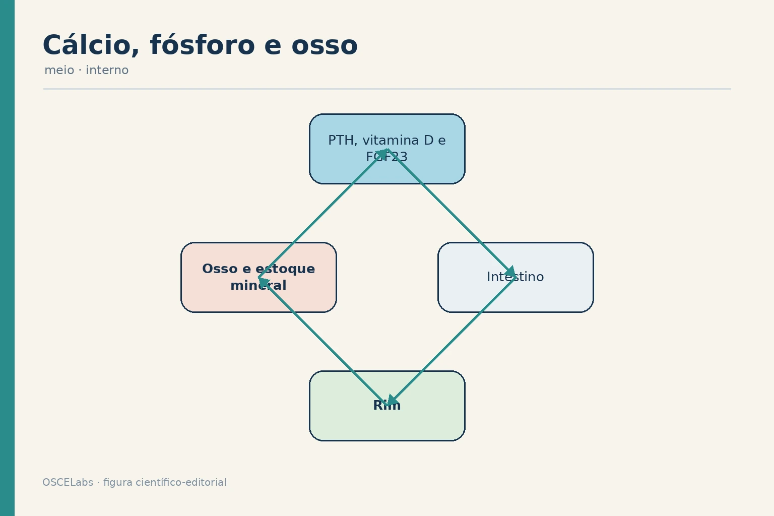 Integração hormonal entre intestino, rim e osso no metabolismo de cálcio e fósforo.