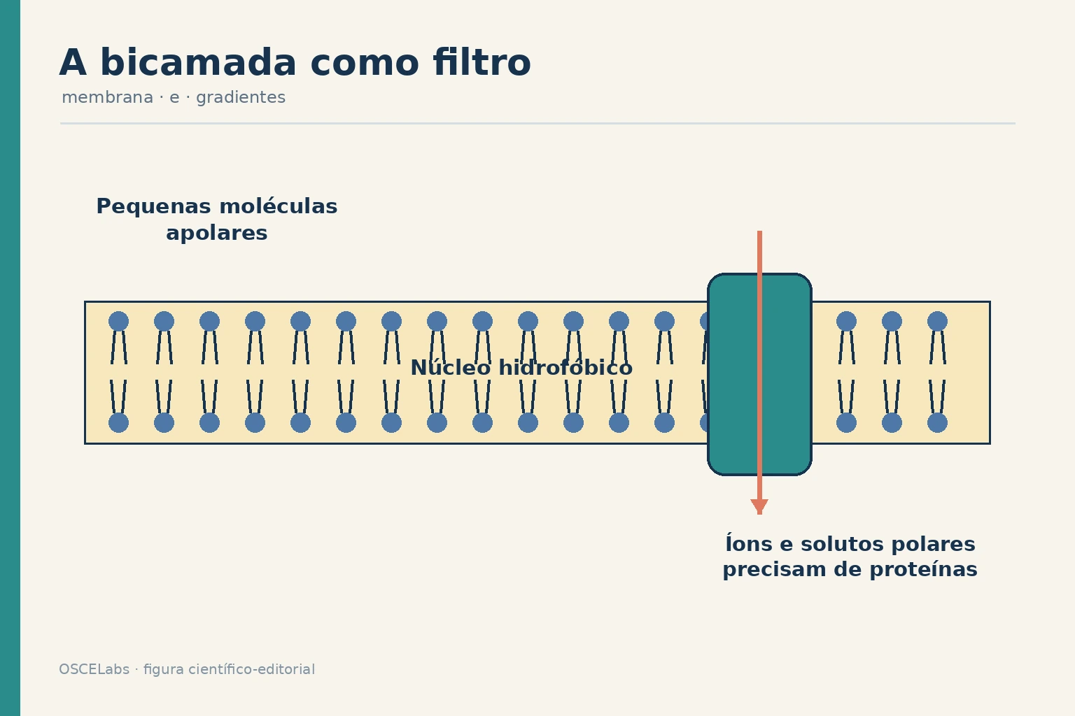 Bicamada lipídica separando difusão simples de transporte por proteínas.