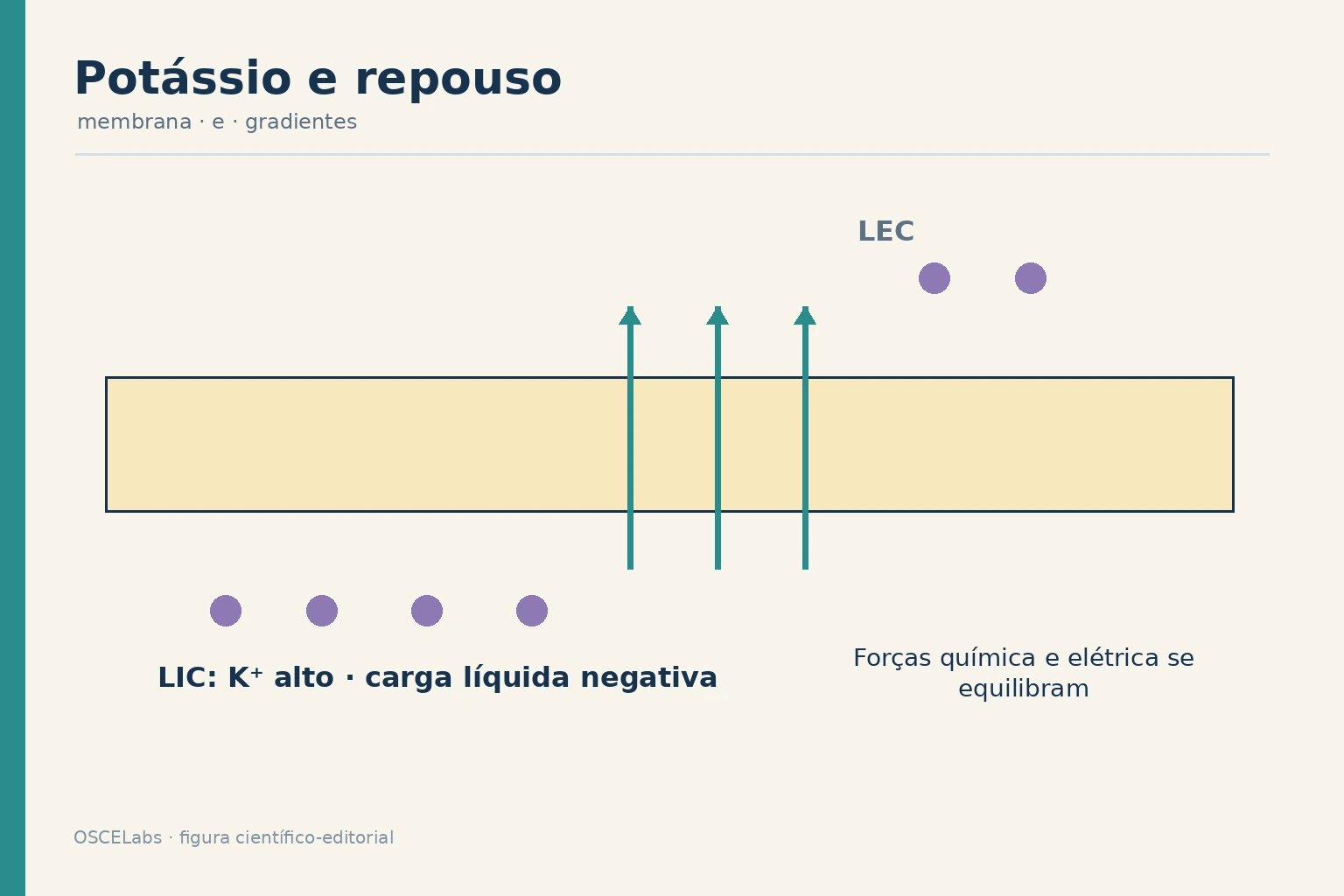 Gradiente de potássio e potencial de repouso através da membrana.