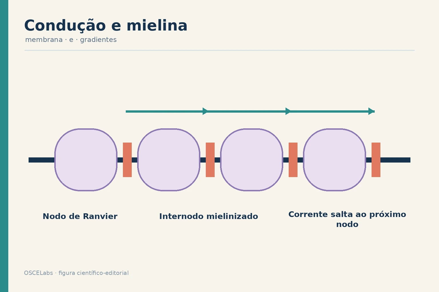Condução saltatória ao longo de um axônio mielinizado.