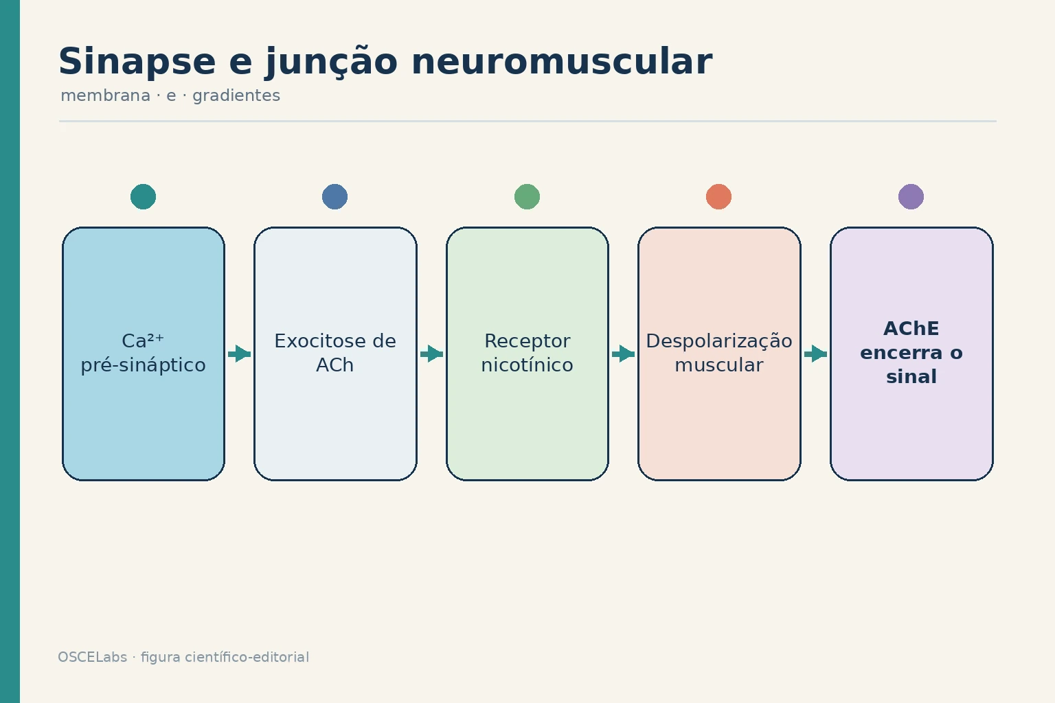 Etapas da transmissão na junção neuromuscular.