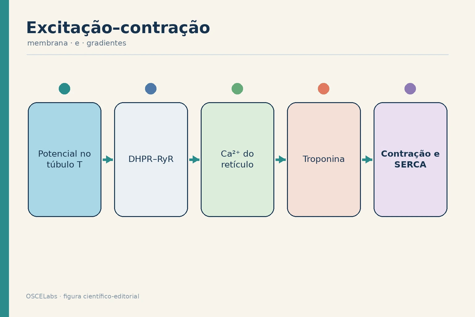 Acoplamento entre potencial de ação, liberação de cálcio e contração muscular.