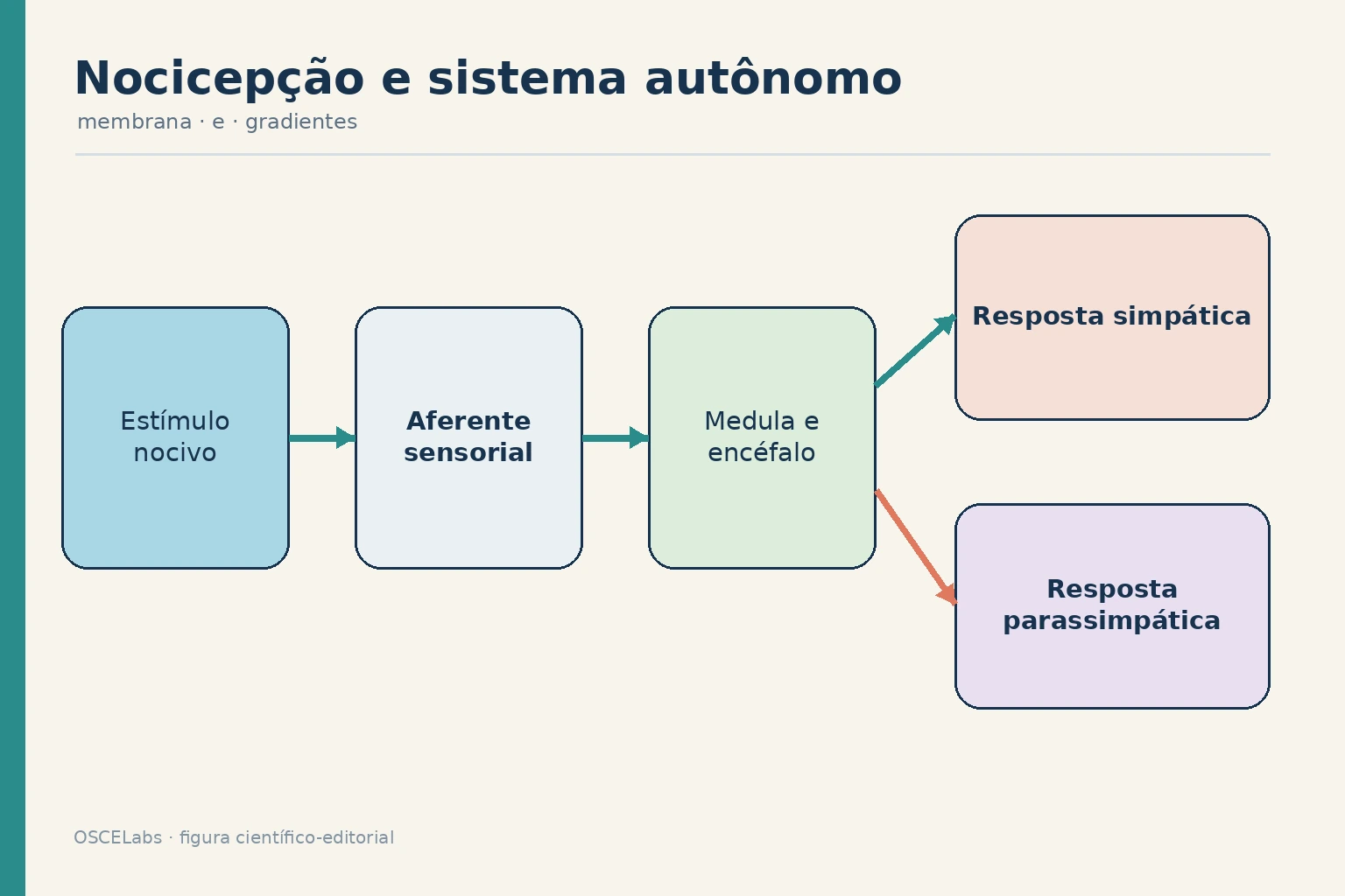 Via aferente nociceptiva integrada a respostas autonômicas.