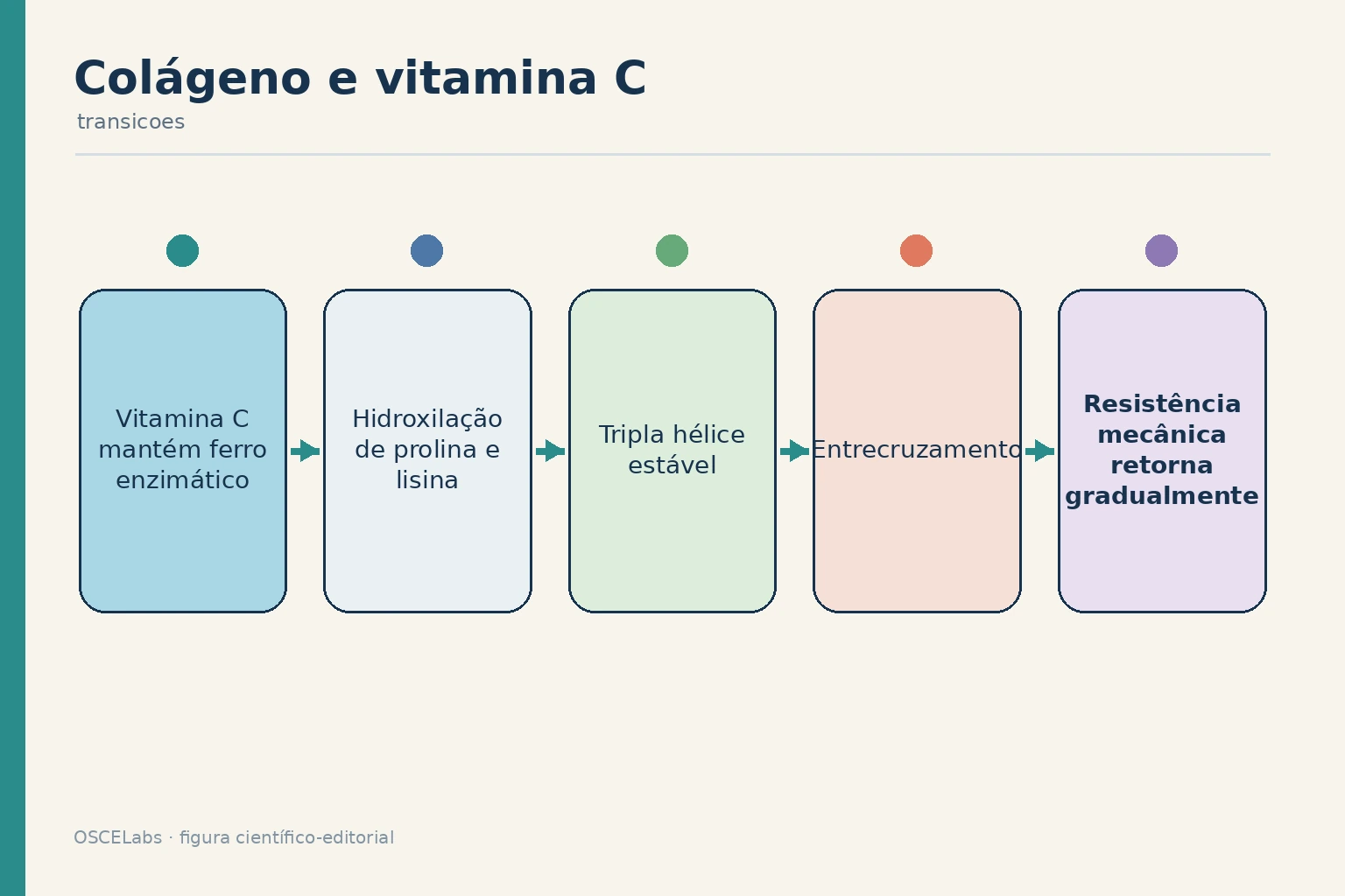 Papel da vitamina C na hidroxilação e maturação do colágeno.