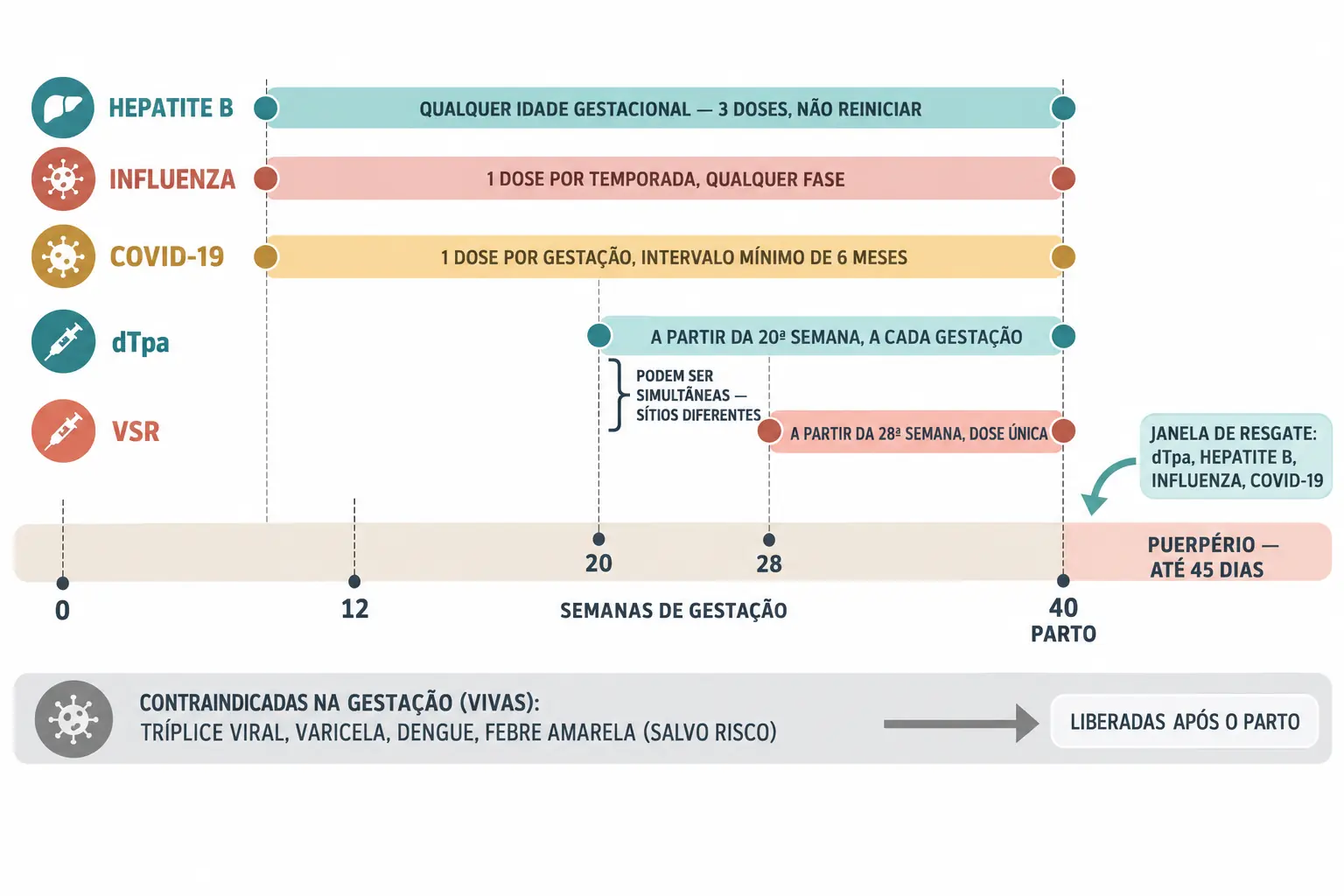 Linha do tempo da gestação de 0 a 40 semanas com as faixas de cada vacina: hepatite B, influenza e covid-19 cobrindo toda a gestação; dTpa começando na 20ª semana; VSR começando na 28ª semana; e um bloco de puerpério de até 45 dias como janela de resgate. Abaixo, faixa cinza das vacinas vivas contraindicadas, liberadas após o parto.