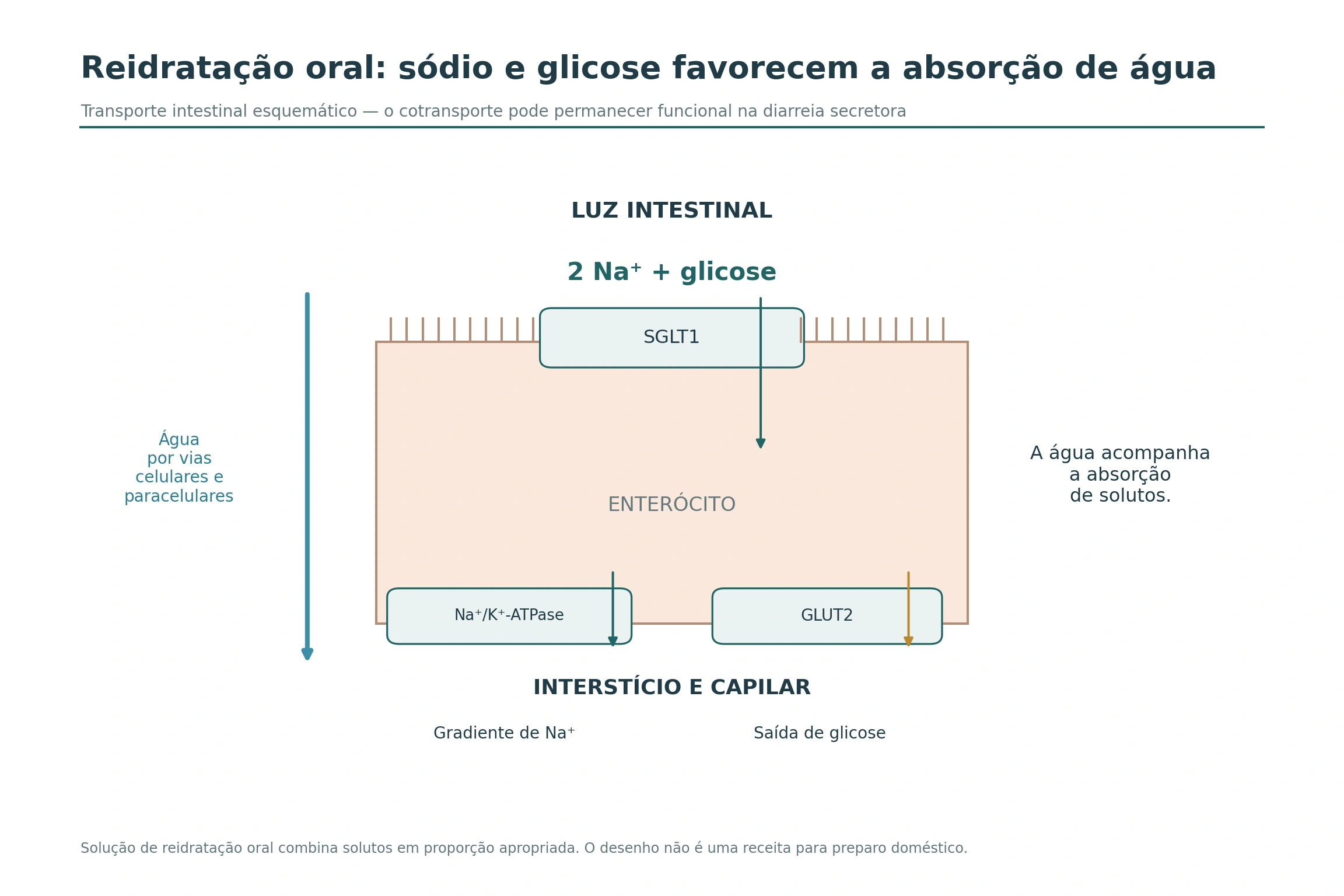 SGLT1 na membrana apical do enterócito, entrada de dois sódios com glicose e vias basolaterais separadas.