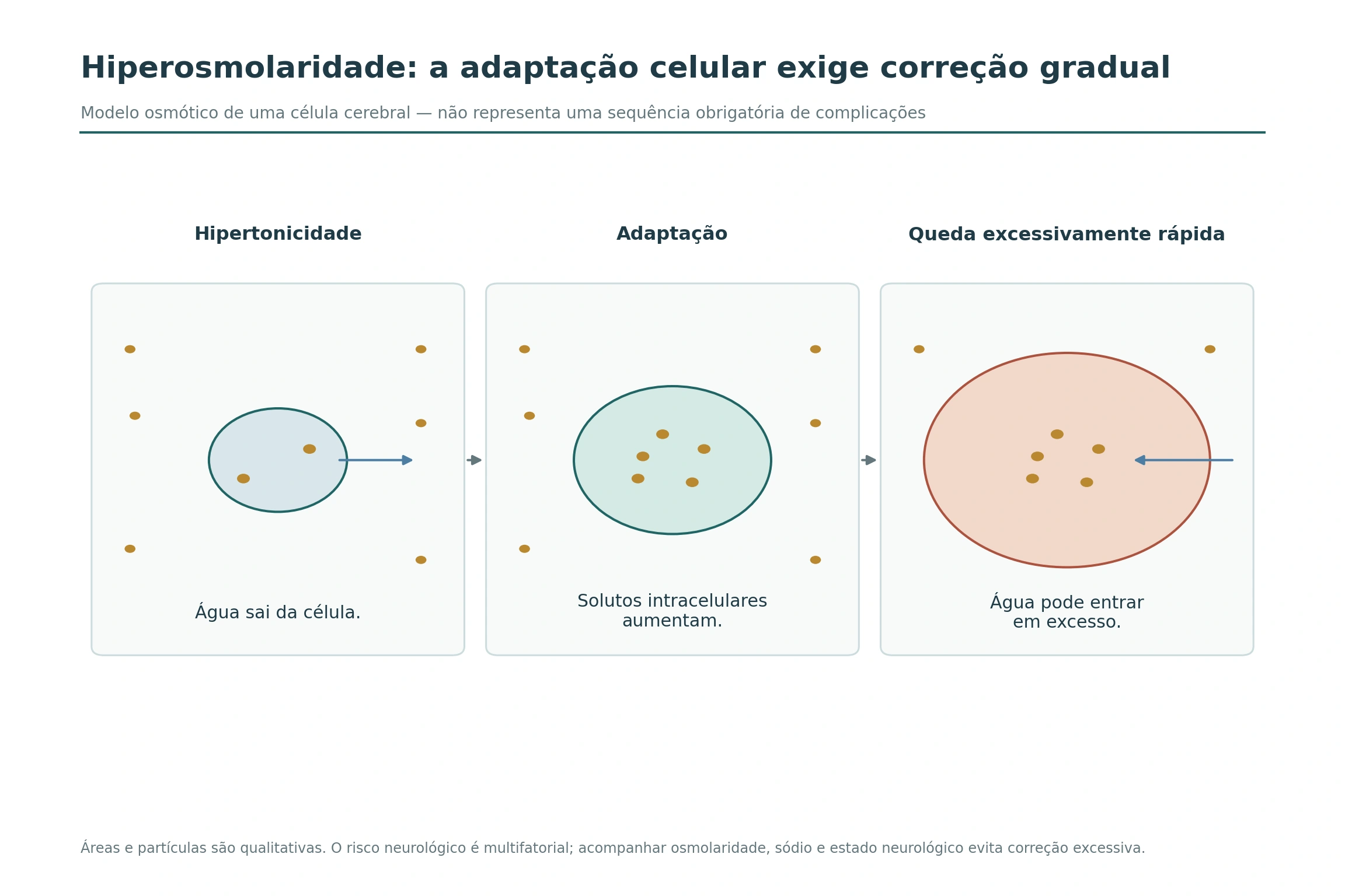 Três estados de uma célula cerebral: perda de água na hipertonicidade, adaptação por solutos e risco de entrada excessiva de água.