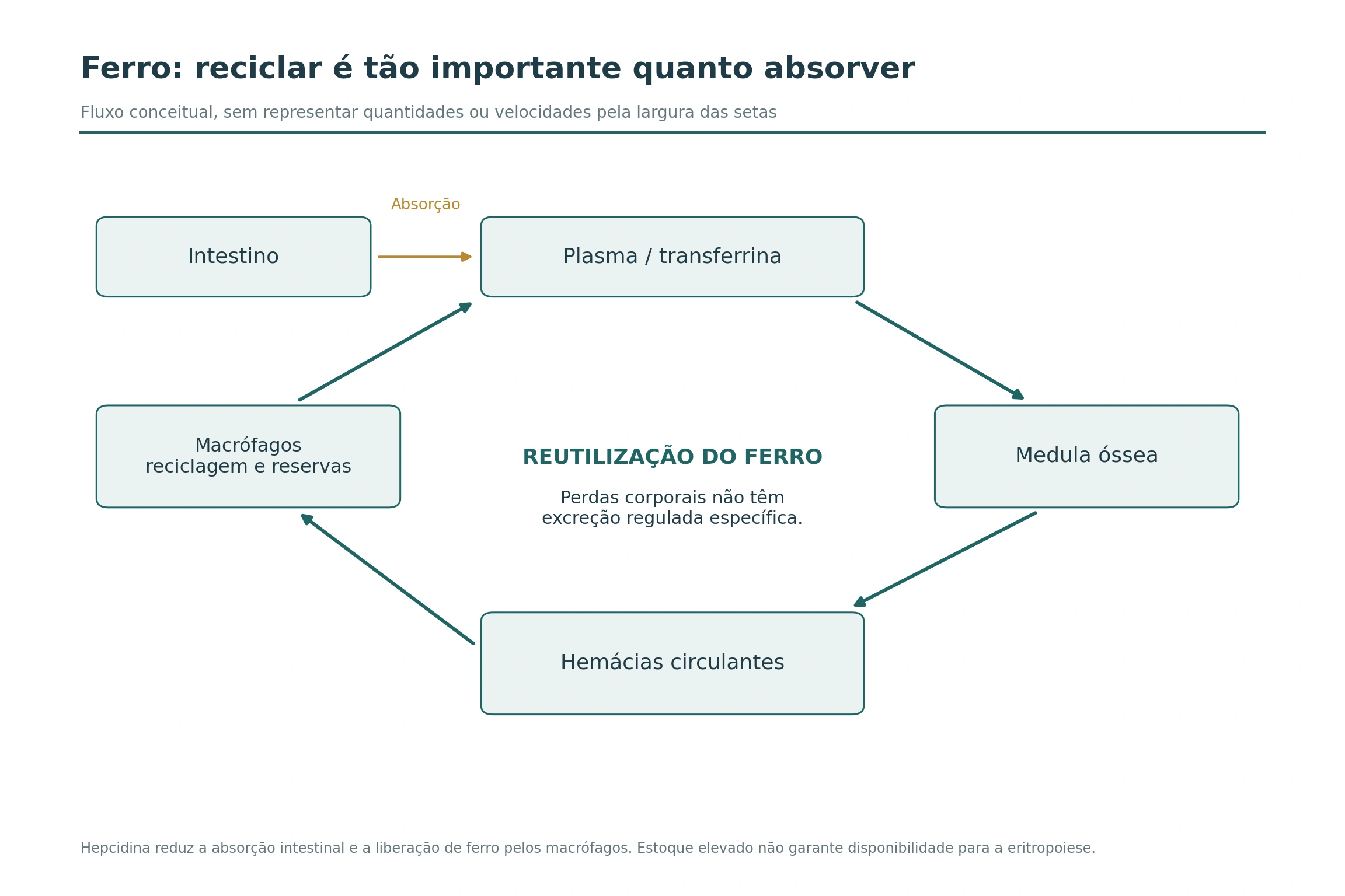 Ciclo de reutilização do ferro entre plasma, medula, hemácias e macrófagos, com entrada intestinal.