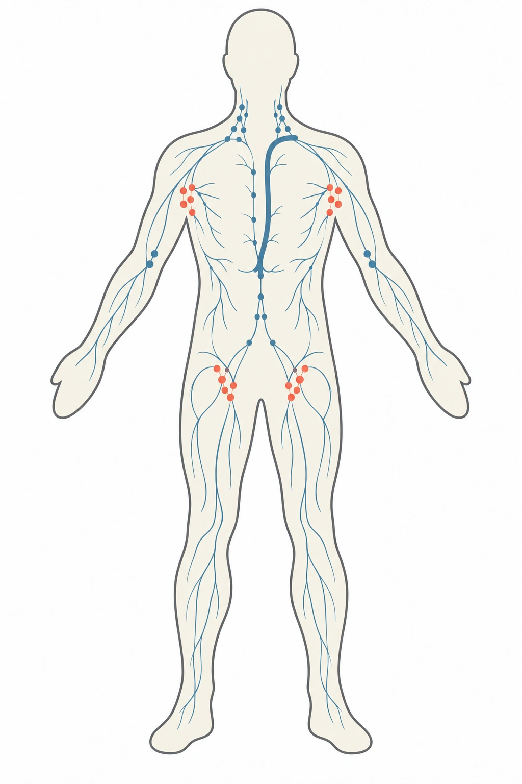 Mapa simplificado de grupos linfonodais cervicais, axilares, próximos à face medial dos cotovelos e inguinais; ducto torácico termina na base esquerda do pescoço, à direita do observador.