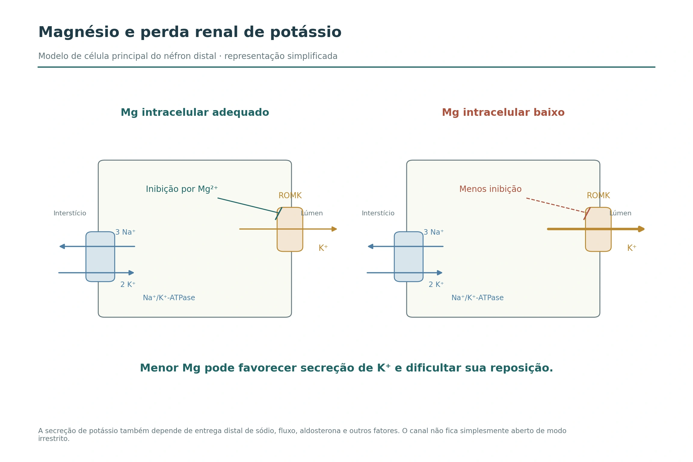 Duas células principais mostram bomba Na⁺/K⁺-ATPase basolateral, canal ROMK apical e menor inibição da secreção de K⁺ quando o magnésio intracelular está baixo.