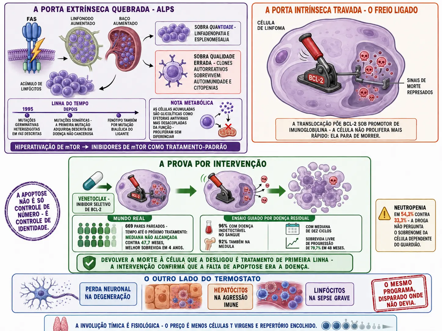 Receptor FAS quebrado com linfócitos acumulando e consequências de quantidade e autorreatividade, célula de linfoma com freio BCL-2 puxado, venetoclax soltando o freio com resultados de dois estudos, e faixa com as doenças do excesso de apoptose.