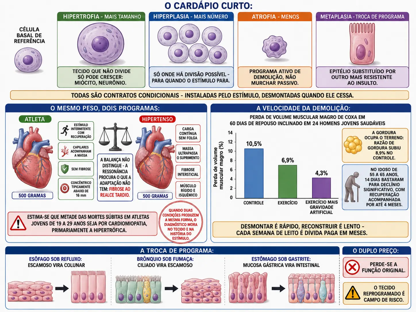 Quatro cartões com hipertrofia, hiperplasia, atrofia e metaplasia, dois corações de 500 gramas com programas opostos e balança que não distingue, gráfico de barras da perda muscular em 60 dias de repouso com e sem contramedidas, e três exemplos de troca de epitélio na metaplasia.