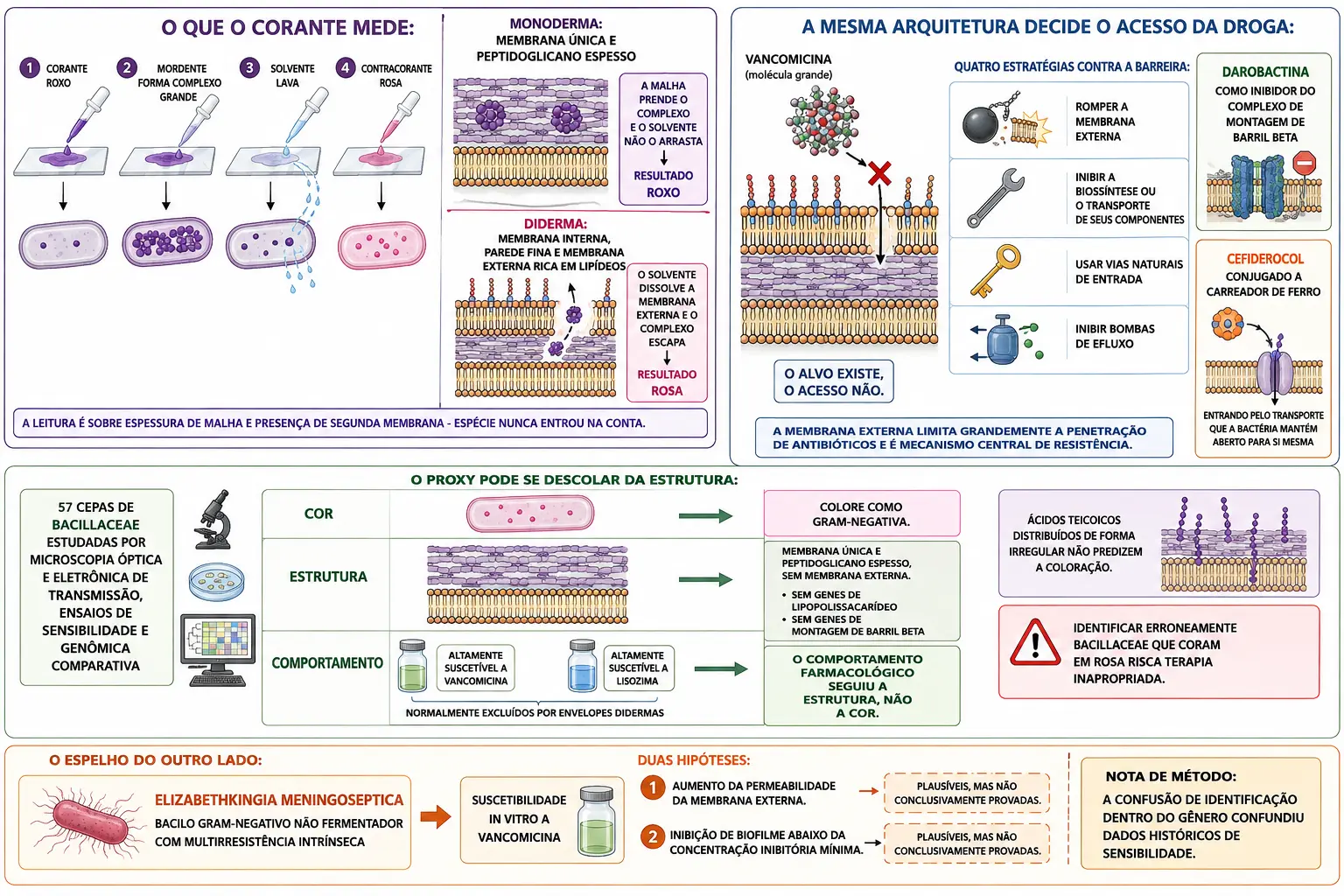 Etapas da coloração com cortes de envelope monoderma e diderma, vancomicina barrada pela membrana externa e estratégias para vencê-la, bloco de 57 cepas com cor, estrutura e comportamento discordantes, e ficha de bacilo gram-negativo suscetível a vancomicina.