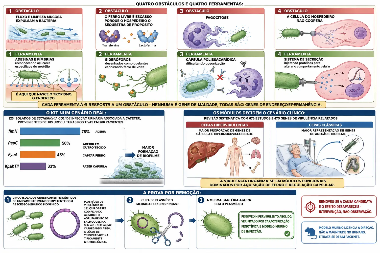 Quatro obstáculos pareados às ferramentas correspondentes, bloco de isolados urinários com barras de genes e suas funções, divisão de módulos capsular e de adesão com cenários clínicos distintos, e sequência de remoção do plasmídeo com abolição do fenótipo.