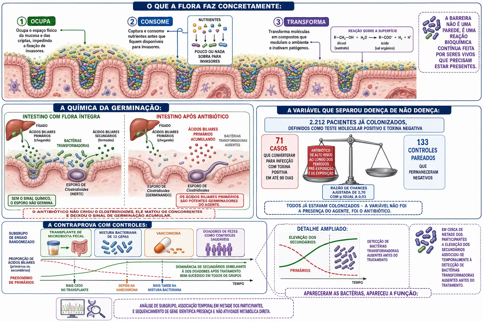 Corte de mucosa com três mecanismos de barreira, dois cenários de ácidos biliares com esporo inerte e germinando, bloco de colonizados dividido por progressão com balança do antibiótico, e desenho de ensaio com três braços e linha temporal dos ácidos biliares.