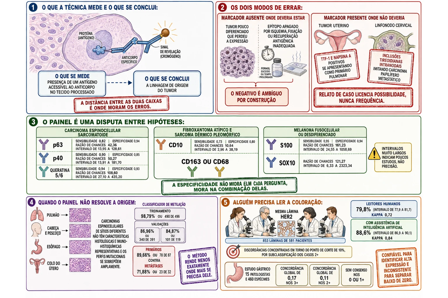 Anticorpo ligando-se a proteína tumoral com caixas separando o que se mede do que se conclui, dois modos de erro do marcador, três colunas de hipóteses com seus marcadores e desempenhos, silhuetas de órgãos com histologia idêntica ao lado das acurácias do classificador de metilação e leitores comparando concordância na pontuação de HER2.