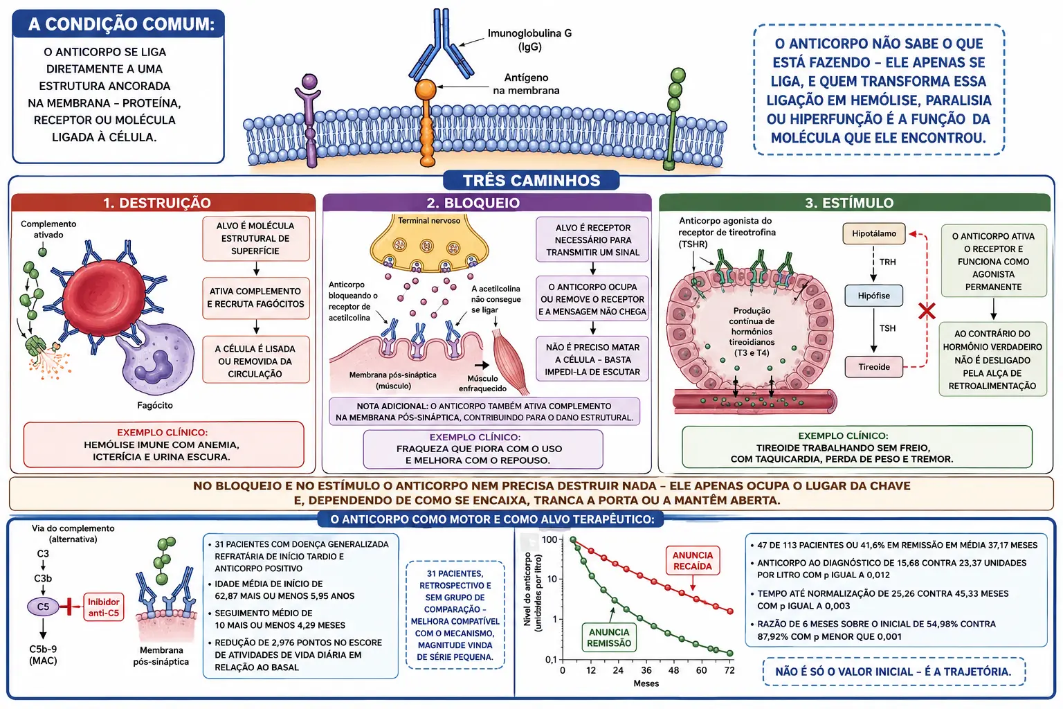 Membrana com anticorpo ligado a antígeno de superfície e três colunas mostrando destruição de hemácia, bloqueio de receptor na junção neuromuscular e estímulo do receptor tireoidiano, com painel inferior de inibição do complemento e trajetórias de queda do anticorpo.