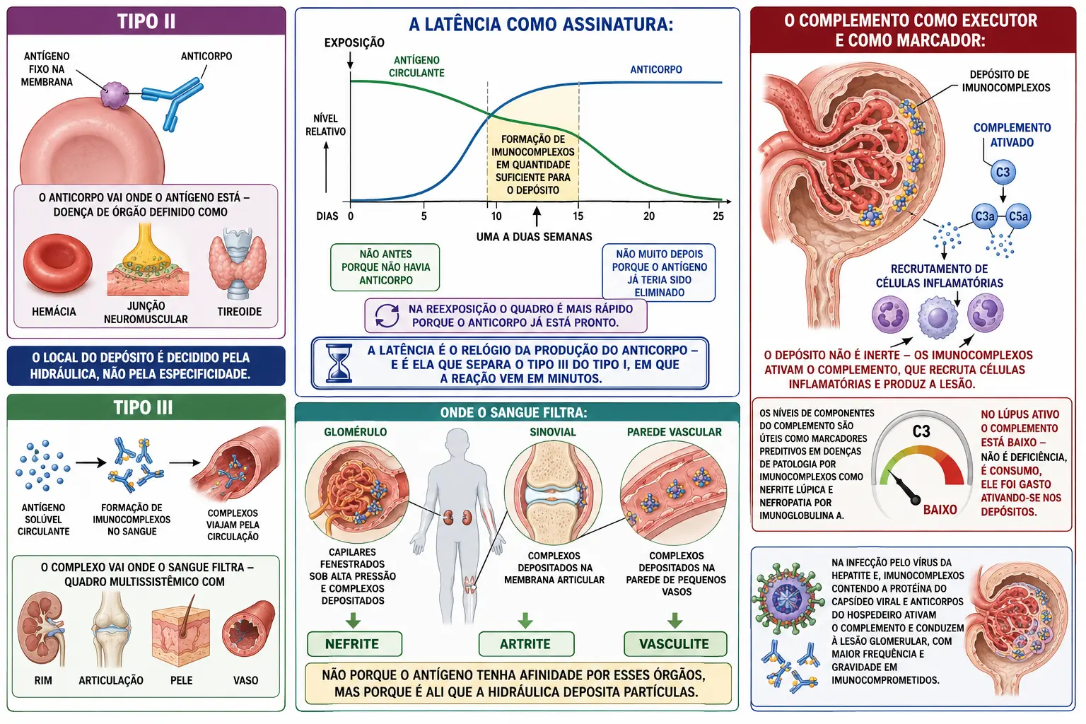 Quadros comparando antígeno fixo do tipo II com complexo circulante do tipo III, linha do tempo com curvas de antígeno e anticorpo se sobrepondo, silhueta com glomérulo, sinovial e parede vascular como sítios de depósito, e complemento sendo ativado e consumido nos depósitos.