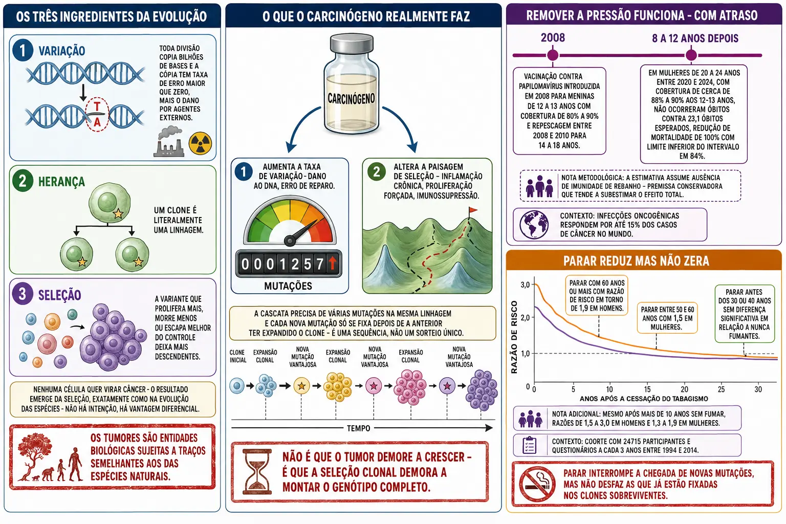 Blocos de variação, herança e seleção com clones expandindo, carcinógeno agindo sobre taxa de mutação e paisagem de seleção, linha do tempo da vacinação com o desfecho anos depois, e curva de risco decrescente após cessação com razões residuais.