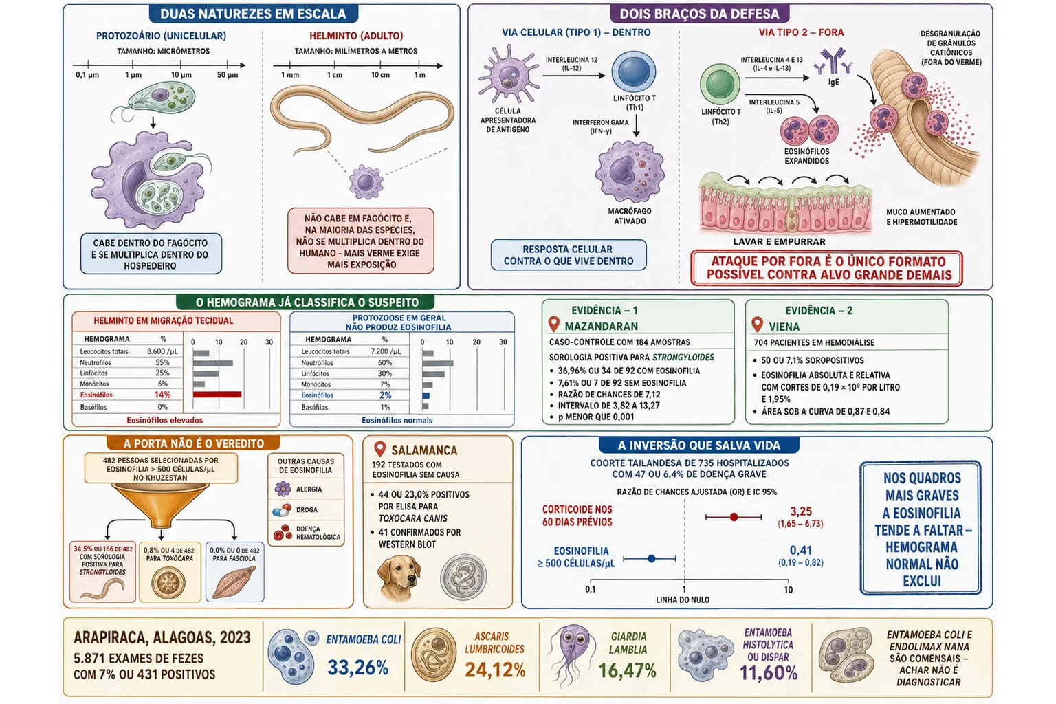 Comparação em escala entre protozoário engolido por macrófago e helminto grande demais para fagocitose, com as duas vias imunes correspondentes, dois hemogramas contrastados, funil de pessoas com eosinofilia e barras de razão de chances da coorte tailandesa.