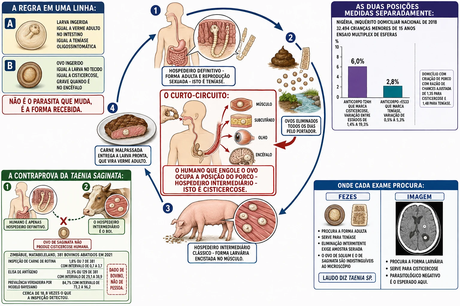 Anel do ciclo da Taenia solium com humano portando verme adulto, ovos nas fezes, porco com cisticercos no músculo e carne malpassada fechando o ciclo, mais uma seta vermelha de curto-circuito levando o ovo direto a um segundo humano que encista larva em músculo, olho e encéfalo, ao lado das barras da soroprevalência nigeriana, do anel reduzido da Taenia saginata com o boi e das duas colunas de exame por posição.