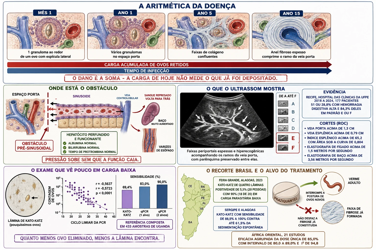 Sequência temporal de granulomas somando-se em fibrose periportal, corte de lóbulo hepático com a barreira desenhada antes do sinusoide e hepatócito preservado, ultrassom com faixas periportais e régua de padrões, gráfico da sensibilidade do Kato-Katz caindo com a carga de ovos e mapa do Nordeste com o alvo do praziquantel.