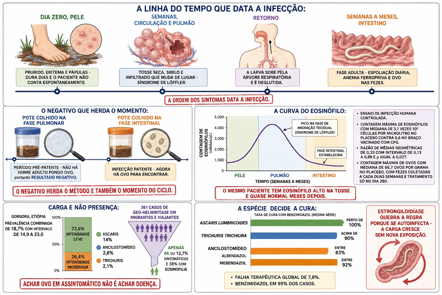 Linha do tempo com as quatro estações do trajeto larvário, dois potes de fezes mostrando campo vazio na fase pulmonar e ovos na fase intestinal, curva de eosinófilos com pico na migração e queda na fase intestinal, barra de intensidade leve e moderada e barras de taxa de cura por espécie.