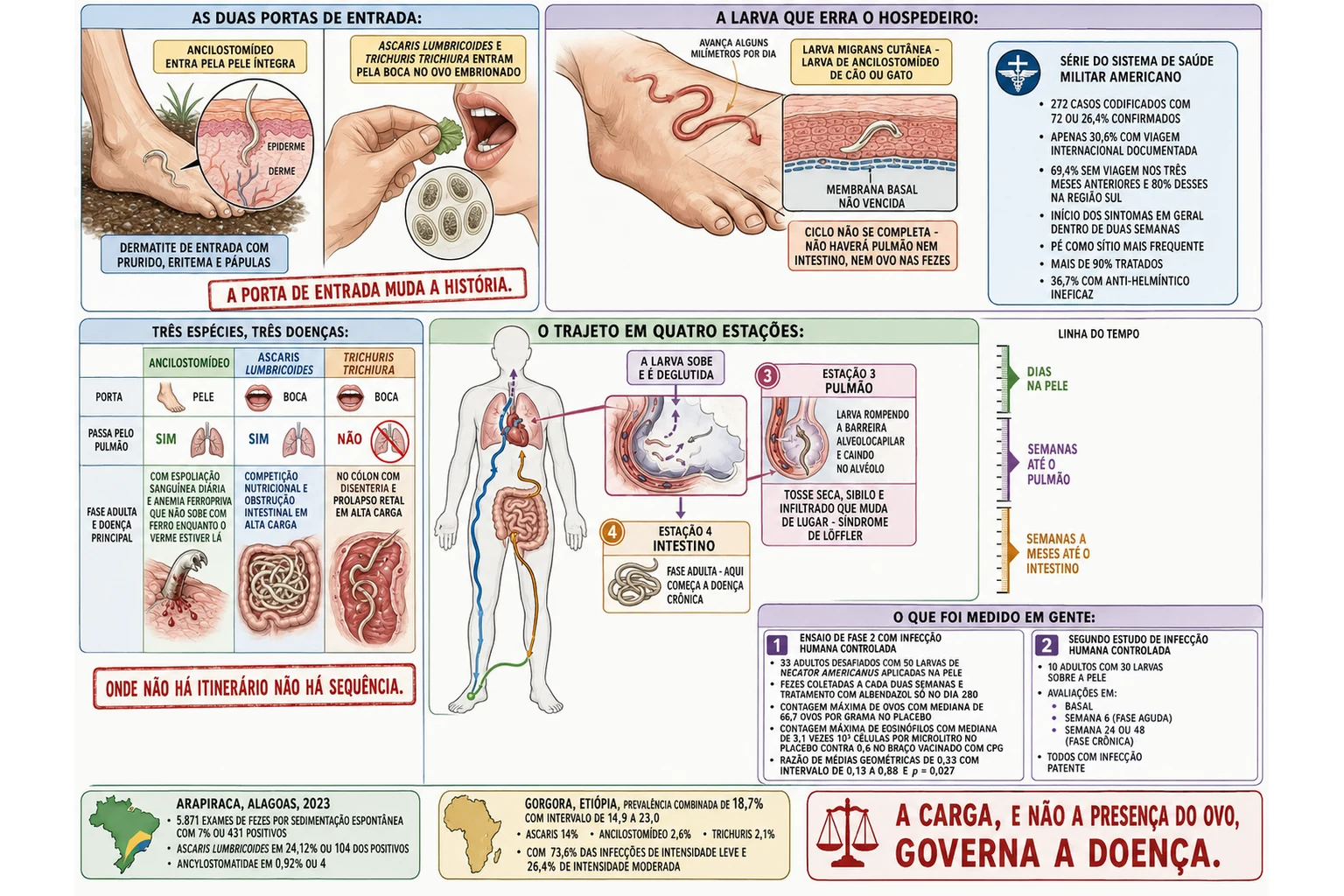 Esquema com as duas portas de entrada dos geo-helmintos, a larva migrans cutânea presa na epiderme, uma silhueta humana com o trajeto numerado da pele ao intestino passando pelo pulmão, três colunas comparando ancilostomídeo, Ascaris e Trichuris, e caixas com os dados dos estudos de infecção humana controlada e das prevalências.