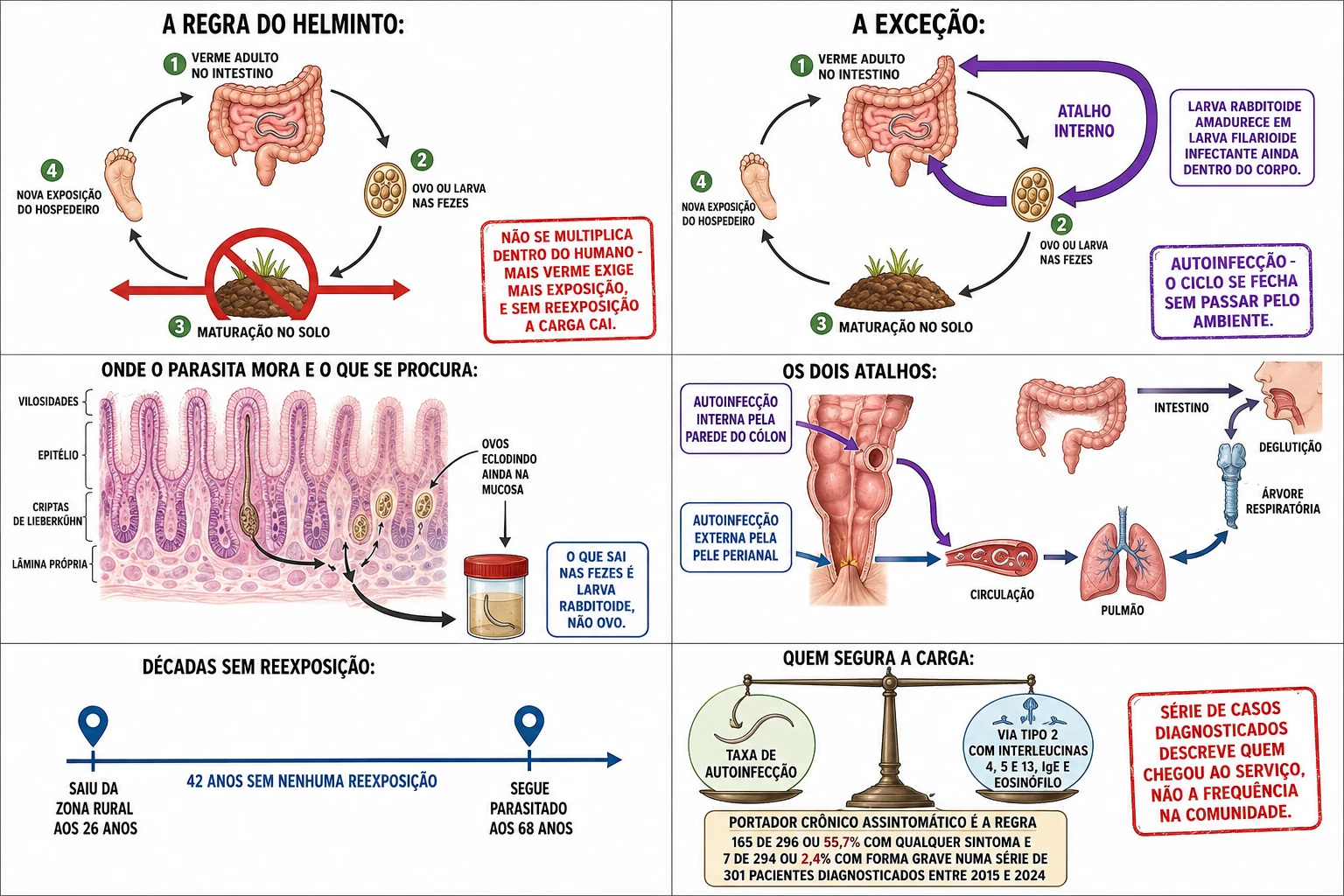 Ciclo clássico do helminto passando obrigatoriamente pelo solo comparado ao ciclo do Strongyloides com atalho interno, corte da mucosa duodenal com fêmea encravada e ovos eclodindo, os dois caminhos de autoinfecção pelo cólon e pela pele perianal, linha do tempo de 42 anos sem reexposição e balança entre taxa de autoinfecção e via imune tipo 2.