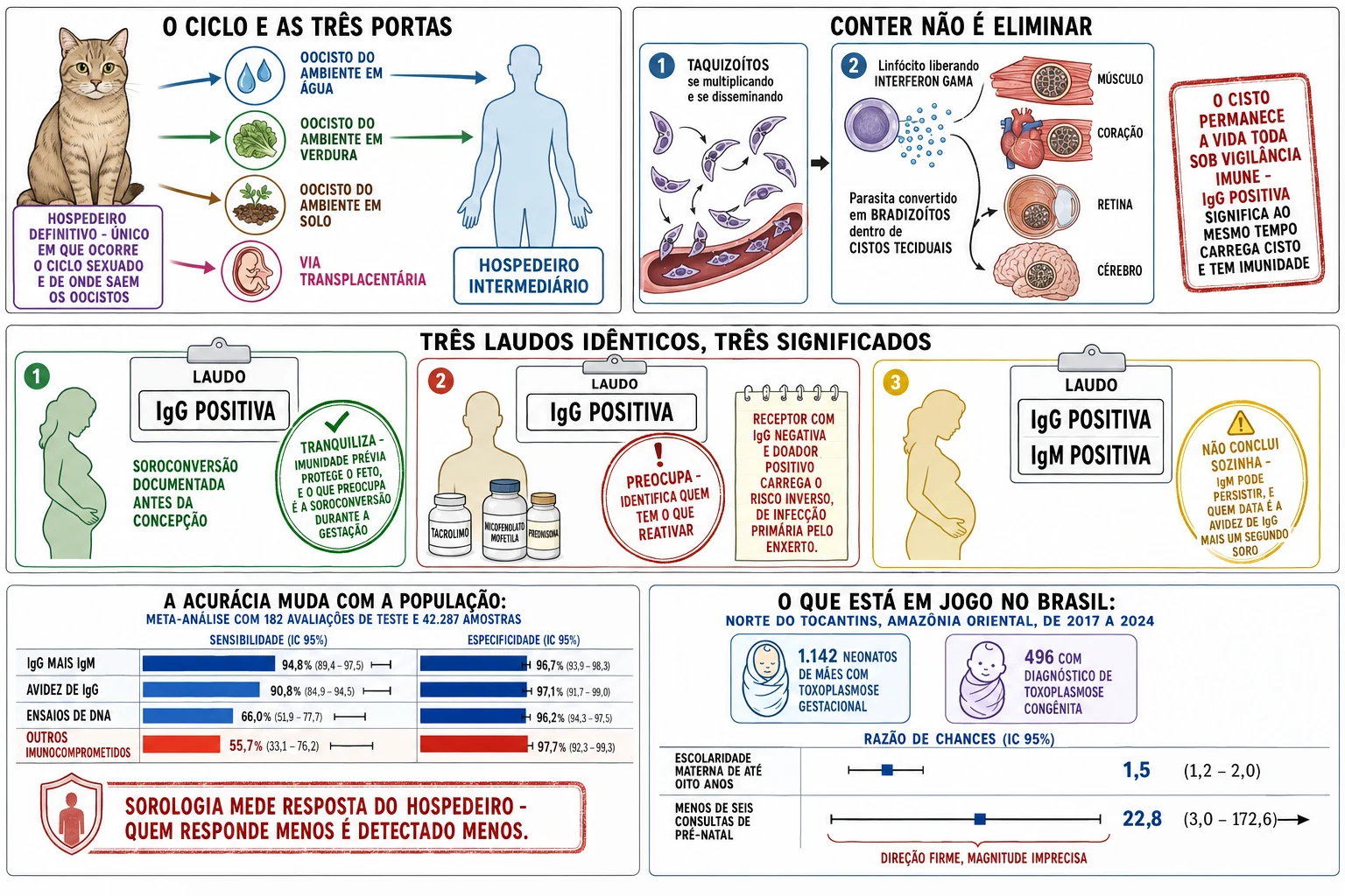 Ciclo do Toxoplasma com gato como hospedeiro definitivo e três vias de entrada no humano, conversão de taquizoíto em cisto tecidual, três fichas de exame idênticas com significados opostos conforme o hospedeiro, barras de sensibilidade por população e bloco da coorte do Tocantins.